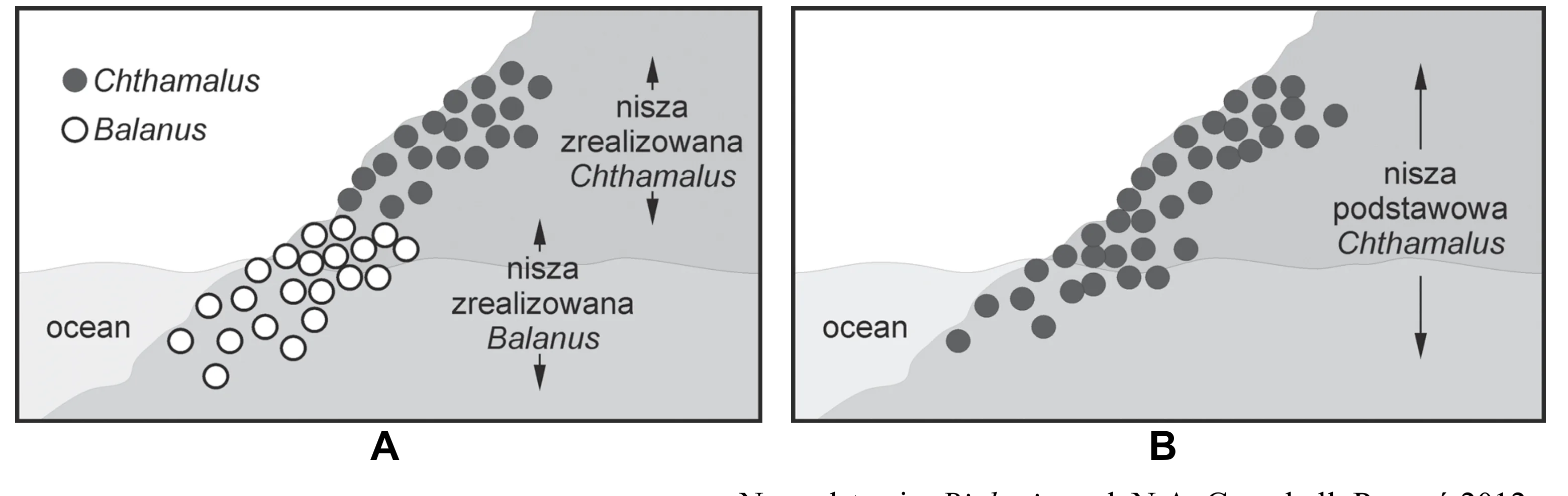 Dwa schematy ukazują rozmieszczenie pąkli na skale: A przedstawia nisze zrealizowane Chthamalus (ciemne kropki, górna strefa) i Balanus (białe kropki, dolna strefa). B demonstruje niszę podstawową Chthamalus (ciemne kropki) rozciągającą się na dolną strefę po usunięciu Balanus.