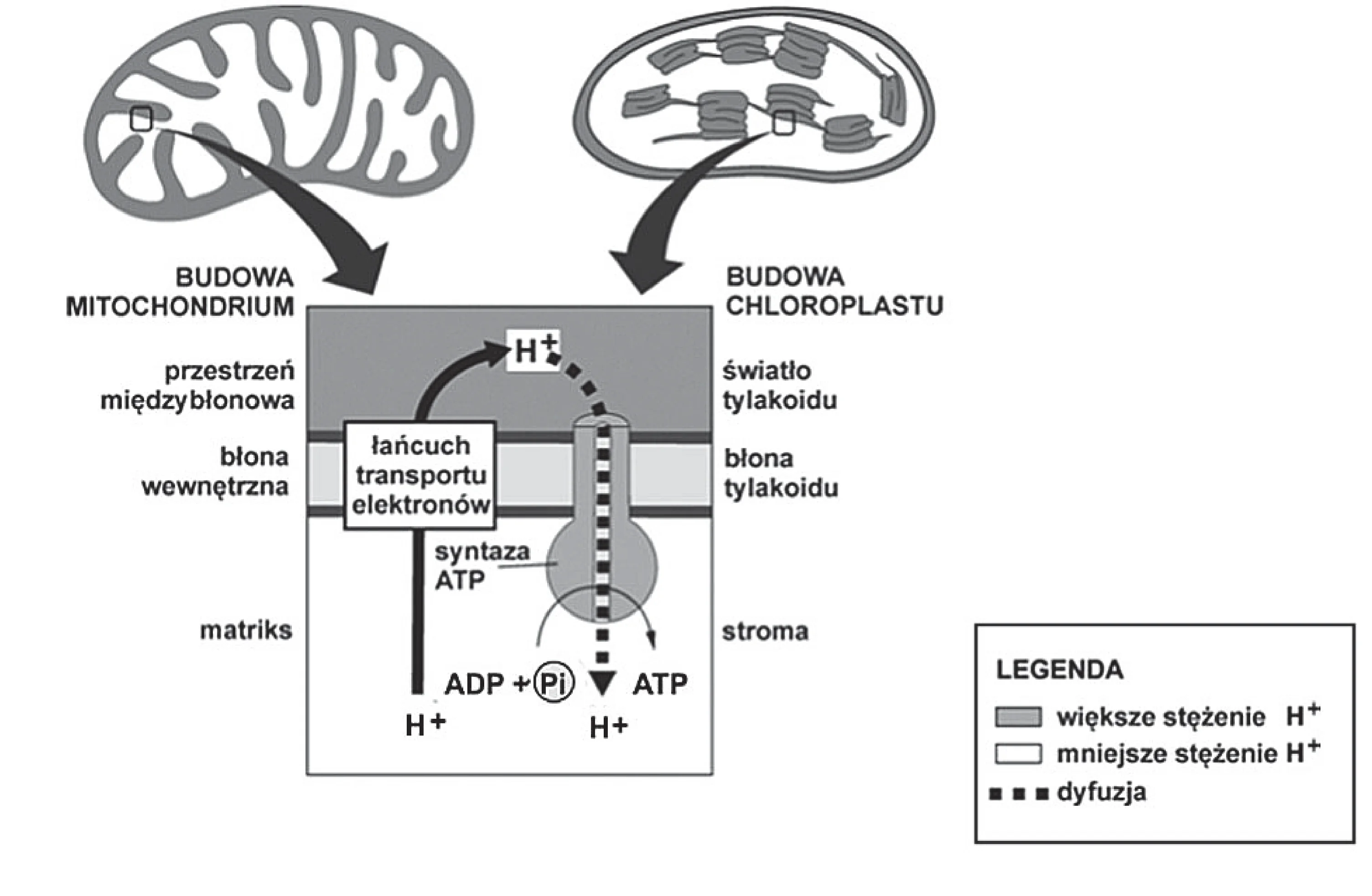 Schemat chemiosmozy, wspólny dla mitochondriów i chloroplastów, pokazuje pompowanie jonów H+ przez łańcuch transportu elektronów w błonie i tworzenie gradientu stężeń, który syntaza ATP wykorzystuje do produkcji ATP z ADP i Pi.