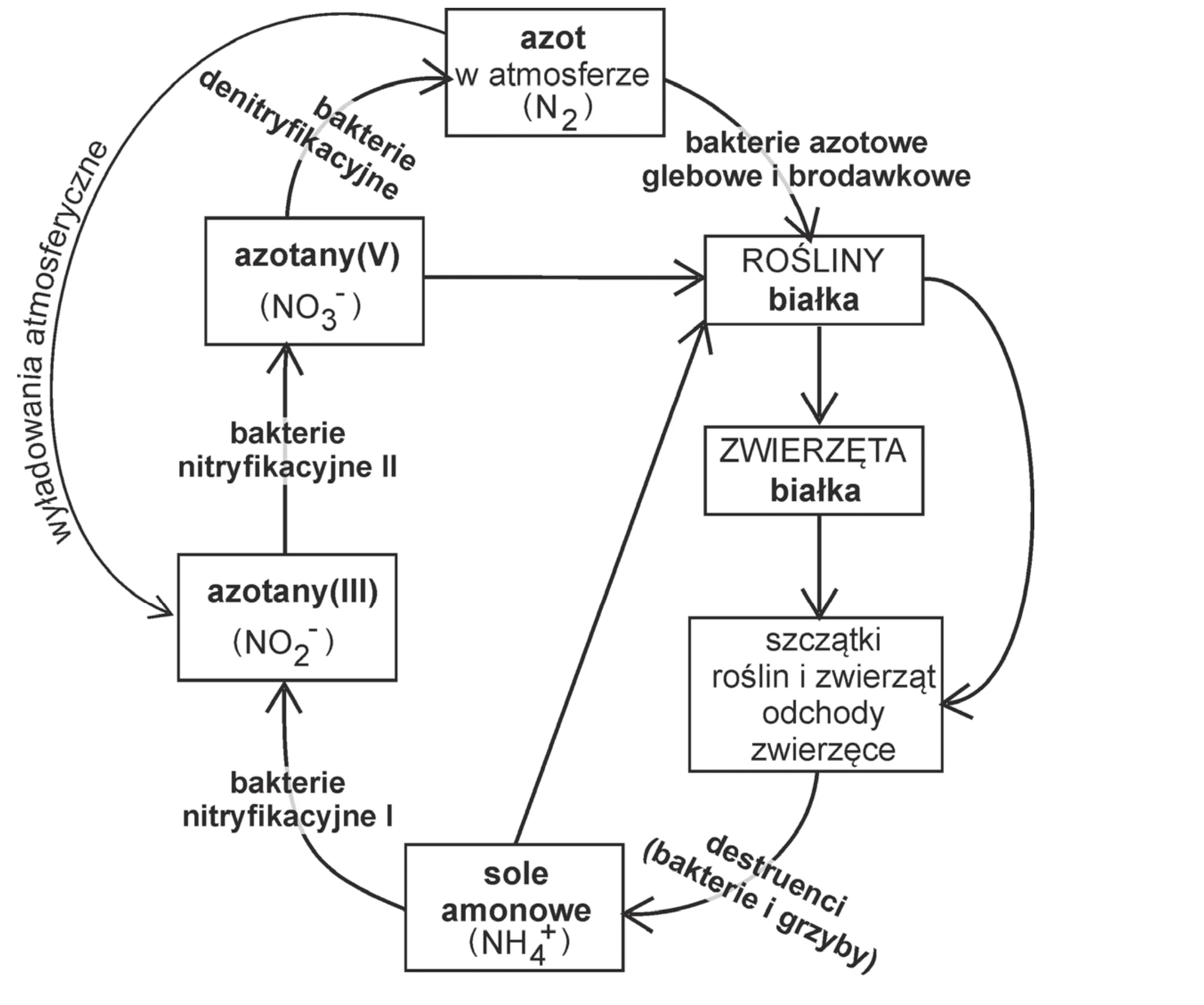 Cykliczny schemat obiegu azotu w przyrodzie, ukazujący przemiany azotu cząsteczkowego (N2) w atmosferze, soli amonowych (NH4+), azotanów (III) (NO2-), azotanów (V) (NO3-) oraz białek roślinnych i zwierzęcych, z zaznaczonym udziałem różnych bakterii.