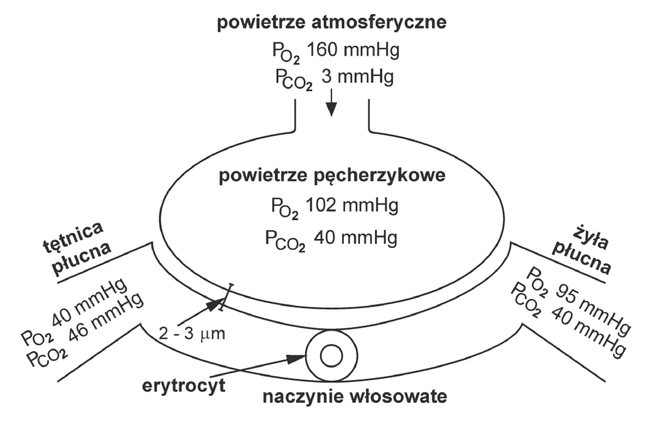 Schemat przedstawia ciśnienia parcjalne tlenu i dwutlenku węgla w czterech środowiskach: powietrzu atmosferycznym (PO2 160 mmHg, PCO2 3 mmHg), pęcherzykowym (PO2 102 mmHg, PCO2 40 mmHg), krwi w tętnicy płucnej (PO2 40 mmHg, PCO2 46 mmHg) i żyle płucnej (PO2 95 mmHg, PCO2 40 mmHg). Wymiana gazowa odbywa się przez membranę o grubości 2-3 mikrometrów pomiędzy pęcherzykiem a naczyniem włosowatym, zawierającym erytrocyt.