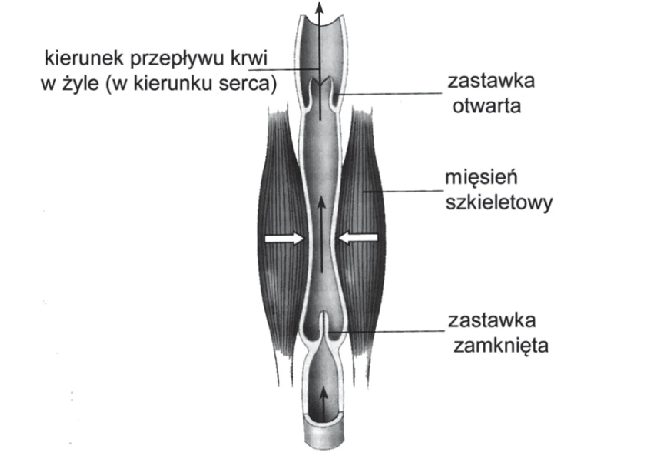 Pionowy schemat ukazuje mechanizm przepływu krwi w żyle kończyny dolnej, otoczonej mięśniami szkieletowymi. Widoczne są dwie zastawki: górna otwarta i dolna zamknięta, a strzałki wskazują na ucisk mięśni i jednokierunkowy ruch krwi w górę, do serca.