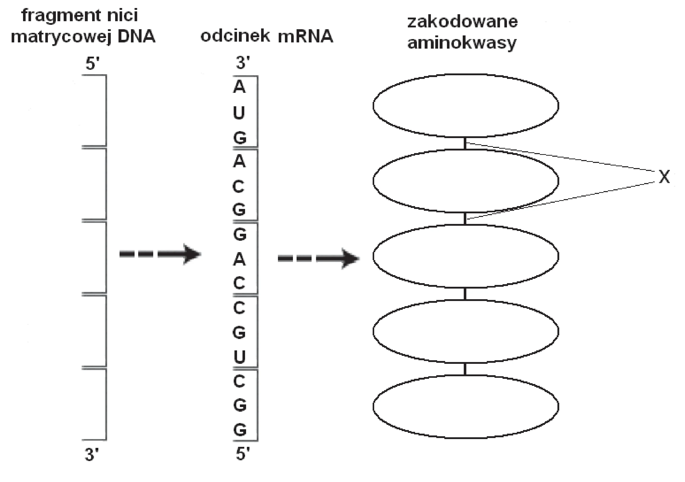 Schemat przedstawia transkrypcję i translację. Odcinek mRNA o kierunku 3' do 5' zawiera kodony AUG, ACG, GAC, CGU, CGG, które odpowiadają pięciu połączonym owalom aminokwasów; litera X wskazuje na wiązania między aminokwasami.