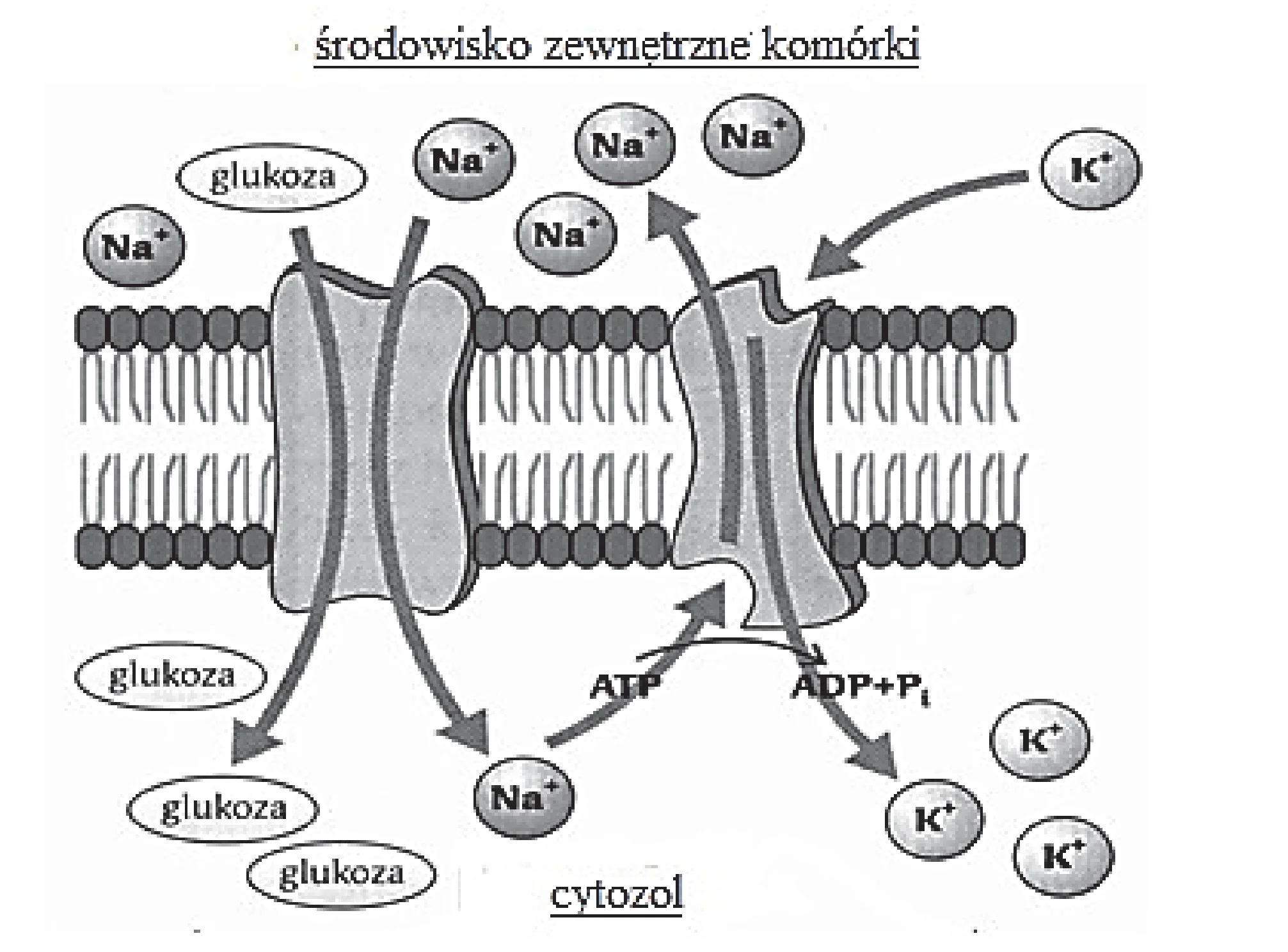 Schemat transportu przez błonę komórkową, gdzie glukoza i jony sodu (Na+) wchodzą do komórki, a pompa sodowo-potasowa aktywnie wypompowuje 3 jony Na+ i pobiera 2 jony potasu (K+) na cykl, zużywając ATP.