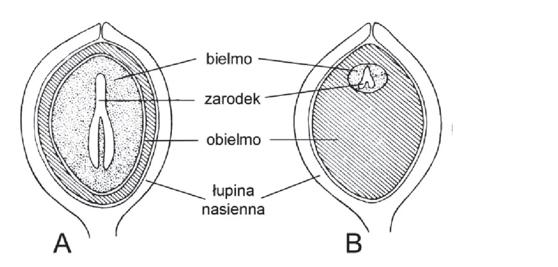 Schematy przekrojów dwóch nasion, A i B. Nasienie A ukazuje duże bielmo otaczające zarodek, z zewnętrzną warstwą obielma i łupiną nasienną, natomiast w nasieniu B dominuje obielmo, w którym widoczny jest mały zarodek otoczony szczątkowym bielmem.