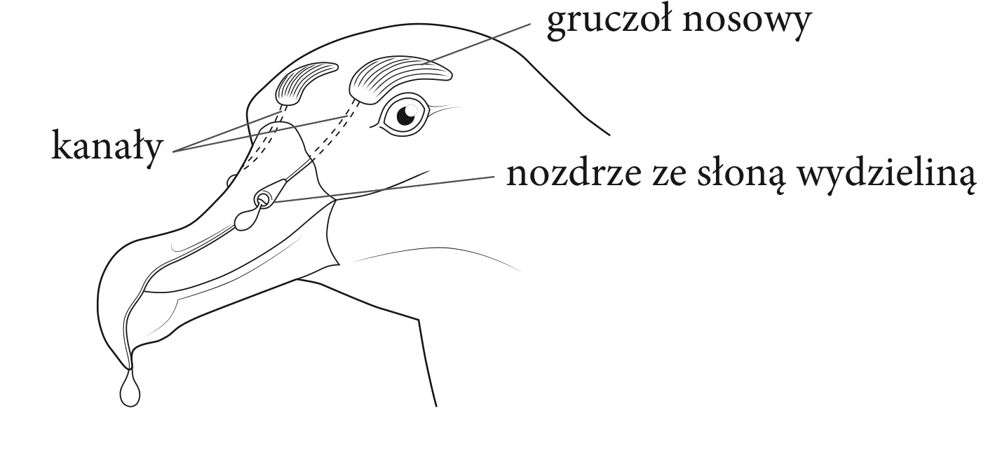 Schemat głowy ptaka morskiego, przedstawiający gruczoł nosowy powyżej oka, kanały prowadzące do nozdrzy i słoną wydzielinę kapiącą z dzioba.