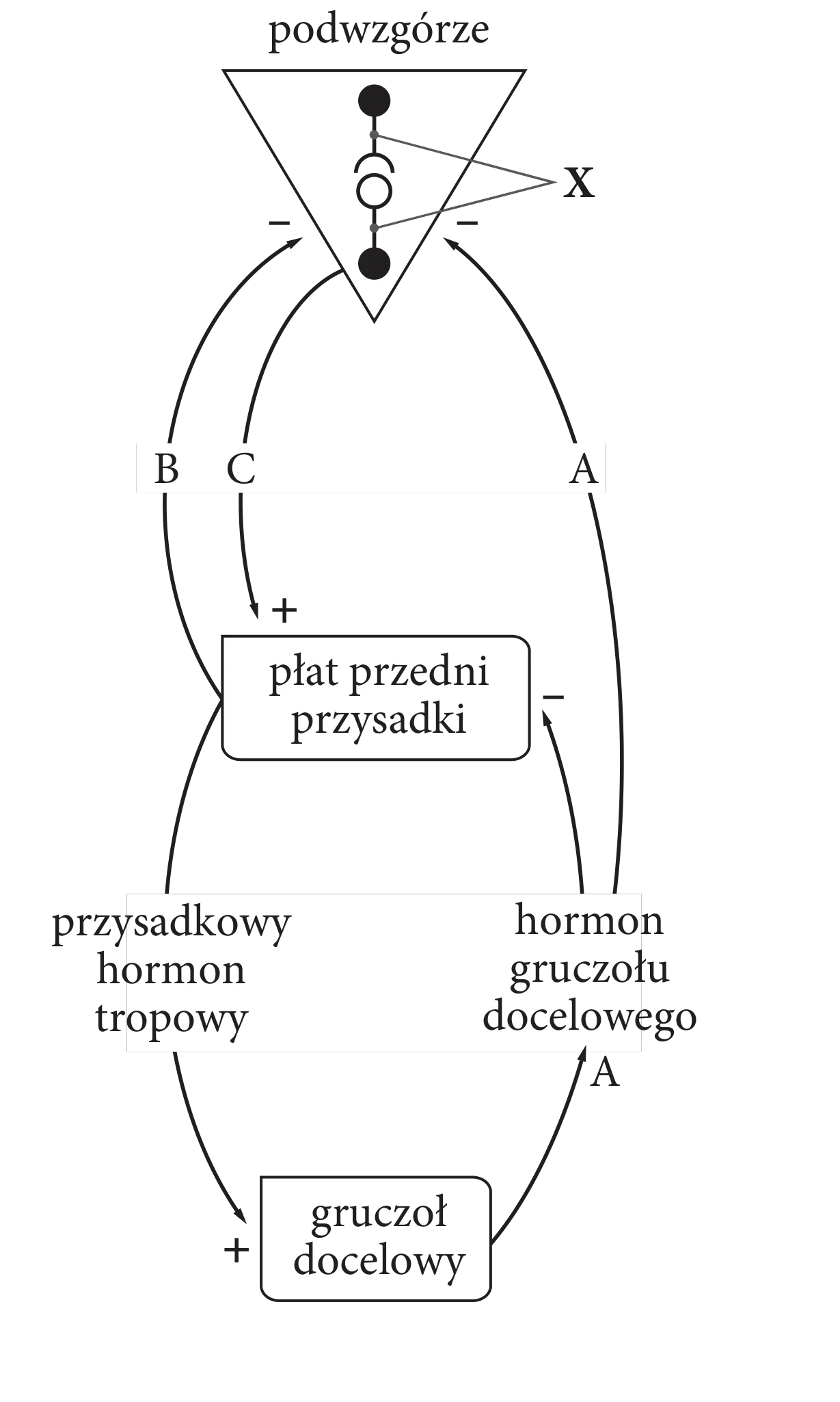 Schemat hierarchiczny przedstawia regulację wydzielania hormonów: podwzgórze (element X) stymuluje (+) płat przedni przysadki (za pomocą czynników B, C), który z kolei stymuluje (+) gruczoł docelowy (hormon tropowy). Hormon docelowy A, wydzielany przez gruczoł docelowy, działa hamująco (-) na płat przedni przysadki oraz podwzgórze, tworząc pętle sprzężenia zwrotnego.