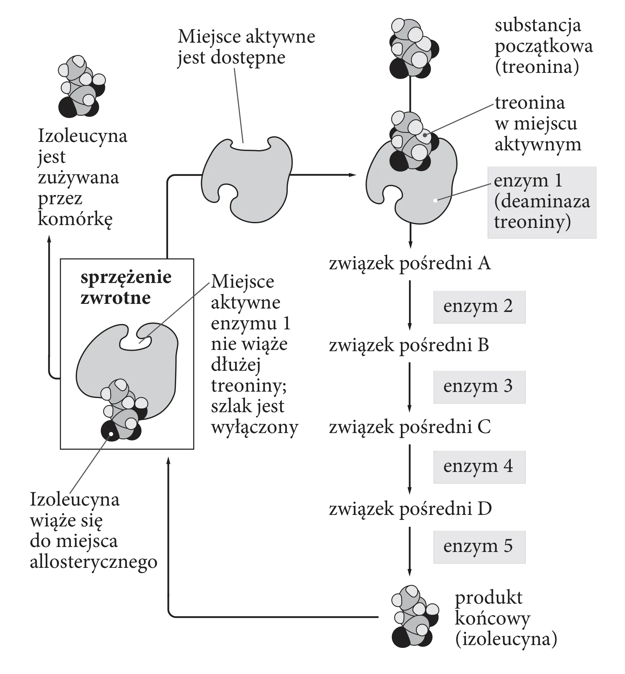 Schemat szlaku metabolicznego syntezy izoleucyny z treoniny, gdzie produkt końcowy, izoleucyna, wiąże się z enzymem 1 (deaminazą treoniny) w miejscu allosterycznym, co blokuje miejsce aktywne enzymu i hamuje dalsze wytwarzanie izoleucyny.