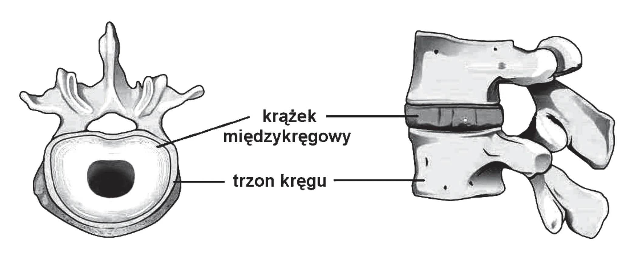Widok od góry kręgu lędźwiowego pokazuje okrągły trzon otoczony pierścieniem krążka międzykręgowego; widok boczny przedstawia krążek jako płaski walec umieszczony między dwoma kręgami.