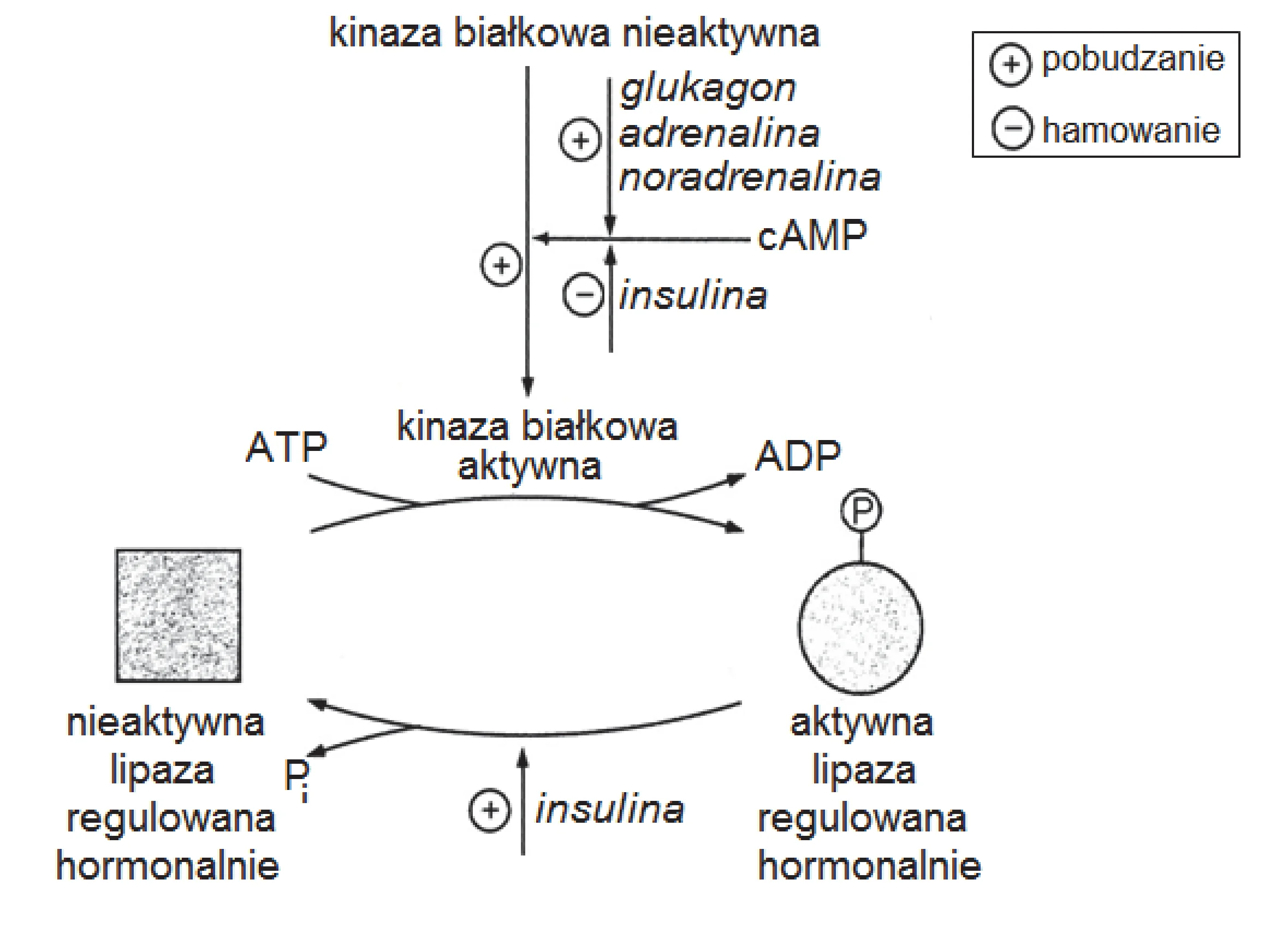 Schemat szlaku biochemicznego, który za pomocą strzałek i symboli plus dla pobudzania oraz minus dla hamowania, ilustruje hormonalną regulację aktywności lipazy poprzez wpływ glukagonu, adrenaliny, noradrenaliny i insuliny na kinazę białkową i przekształcenia lipazy.