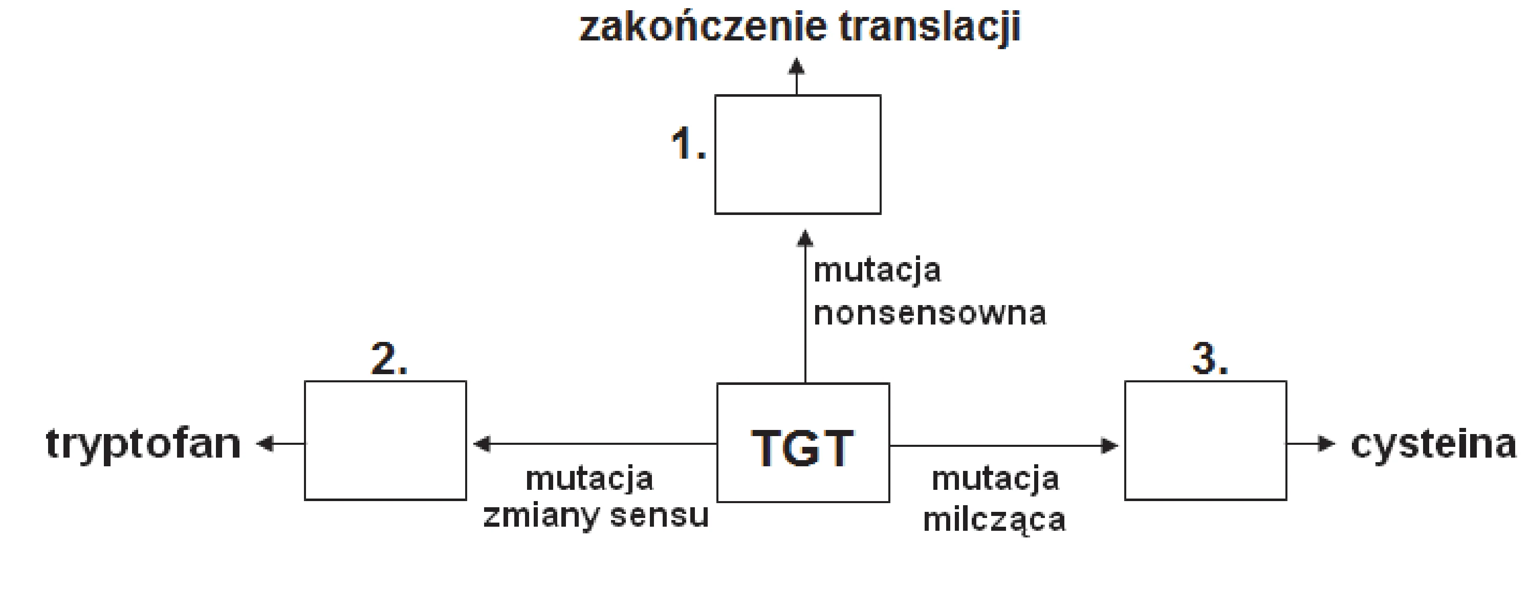 Schemat ilustrujący mutacje kodonu TGT: mutacja nonsensowna prowadzi przez pole 1 do zakończenia translacji; mutacja zmiany sensu przez pole 2 do tryptofanu; mutacja milcząca przez pole 3 do cysteiny.
