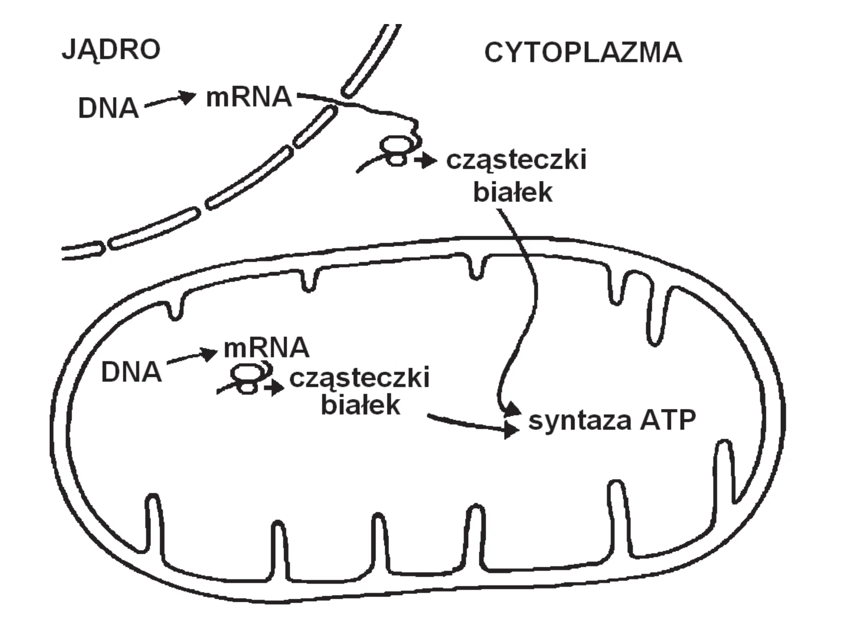 Schemat ilustruje syntezę syntazy ATP: DNA z jądra i mitochondrium jest transkrybowane do mRNA, a następnie tłumaczone na cząsteczki białek odpowiednio w cytoplazmie i mitochondrium. Te białka są następnie łączone, tworząc kompleks syntazy ATP w mitochondrium.