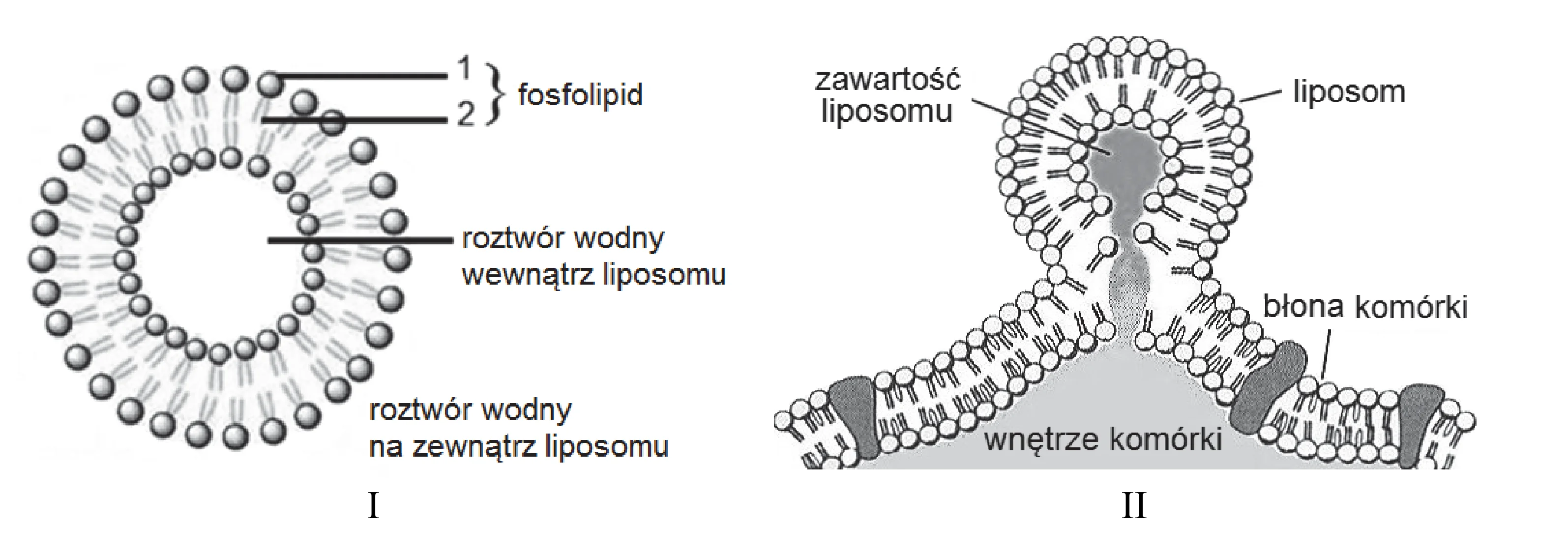 Budowa liposomu jako sferycznej dwuwarstwy fosfolipidowej otaczającej roztwór wodny oraz proces fuzji liposomu z błoną komórkową, prowadzący do wprowadzenia jego zawartości do wnętrza komórki.