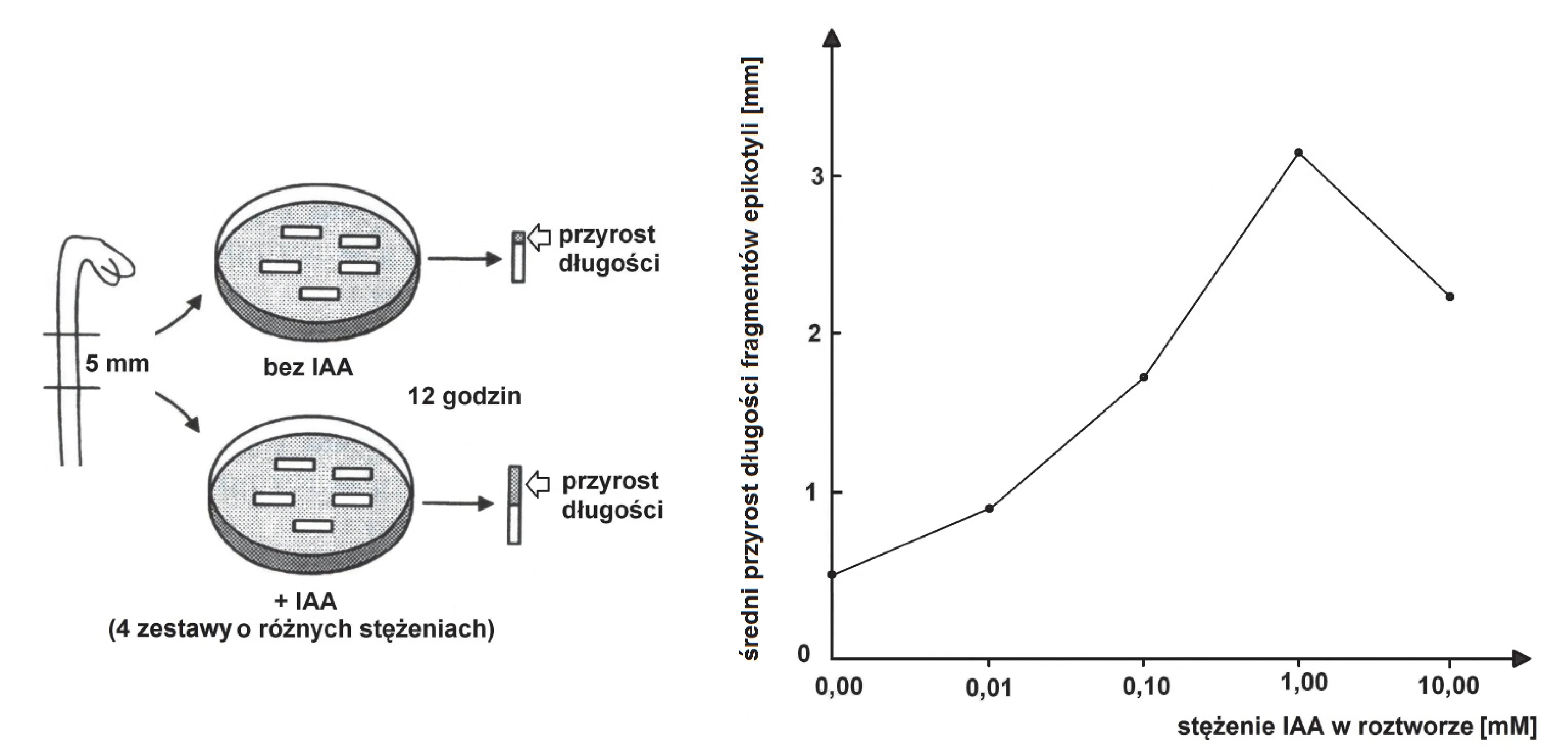 Diagram po lewej stronie ilustruje eksperyment z pomiarem przyrostu długości 5 mm fragmentów epikotyli grochu w roztworach IAA. Wykres liniowy po prawej stronie pokazuje, że średni przyrost długości fragmentów (oś pionowa, w mm) rośnie od około 0.5 mm dla 0.00 mM IAA do maksimum 3.1 mm dla 1.00 mM IAA (oś pozioma, w mM), po czym spada do 2.2 mm dla 10.00 mM.