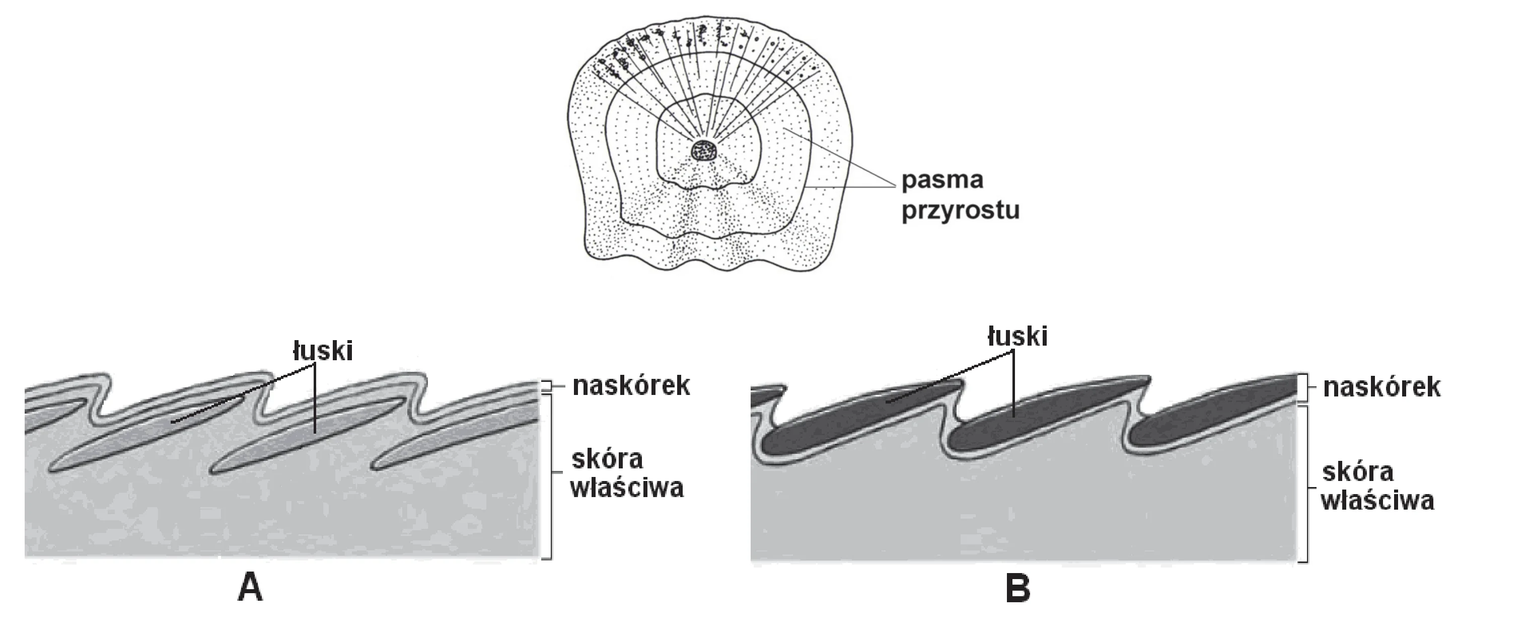 Schemat przedstawia owalną łuskę karasia z koncentrycznymi pasmami przyrostu oraz dwa przekroje poprzeczne skóry kręgowców (A i B) z faliście ułożonymi łuskami, naskórkiem i skórą właściwą.
