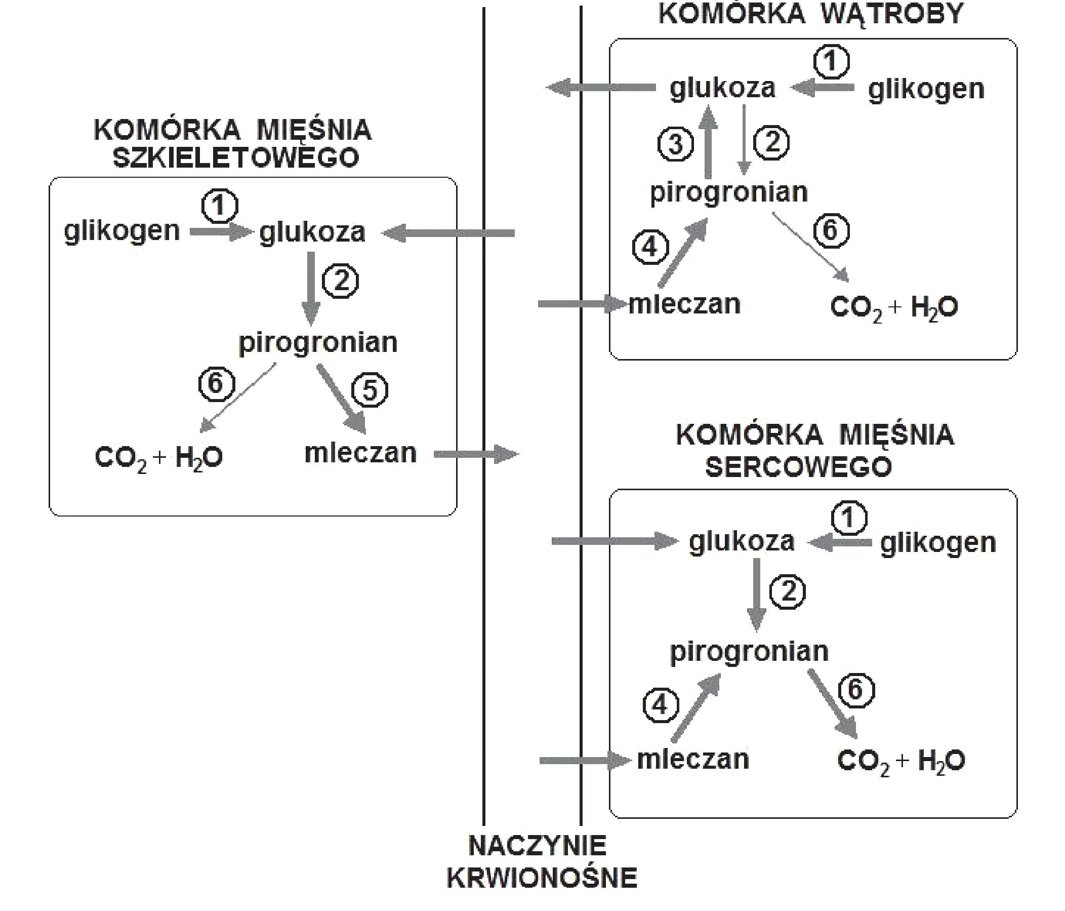 Schemat procesów metabolicznych z trzema prostokątnymi polami: Komórka Mięśnia Szkieletowego (lewo), Komórka Wątroby (góra prawo) i Komórka Mięśnia Sercowego (dół prawo), oddzielonymi pionową linią Naczynia Krwionośnego, ukazujący przemiany glikogenu, glukozy, pirogronianu, mleczanu, CO2 i H2O za pomocą strzałek numerowanych 1-6.