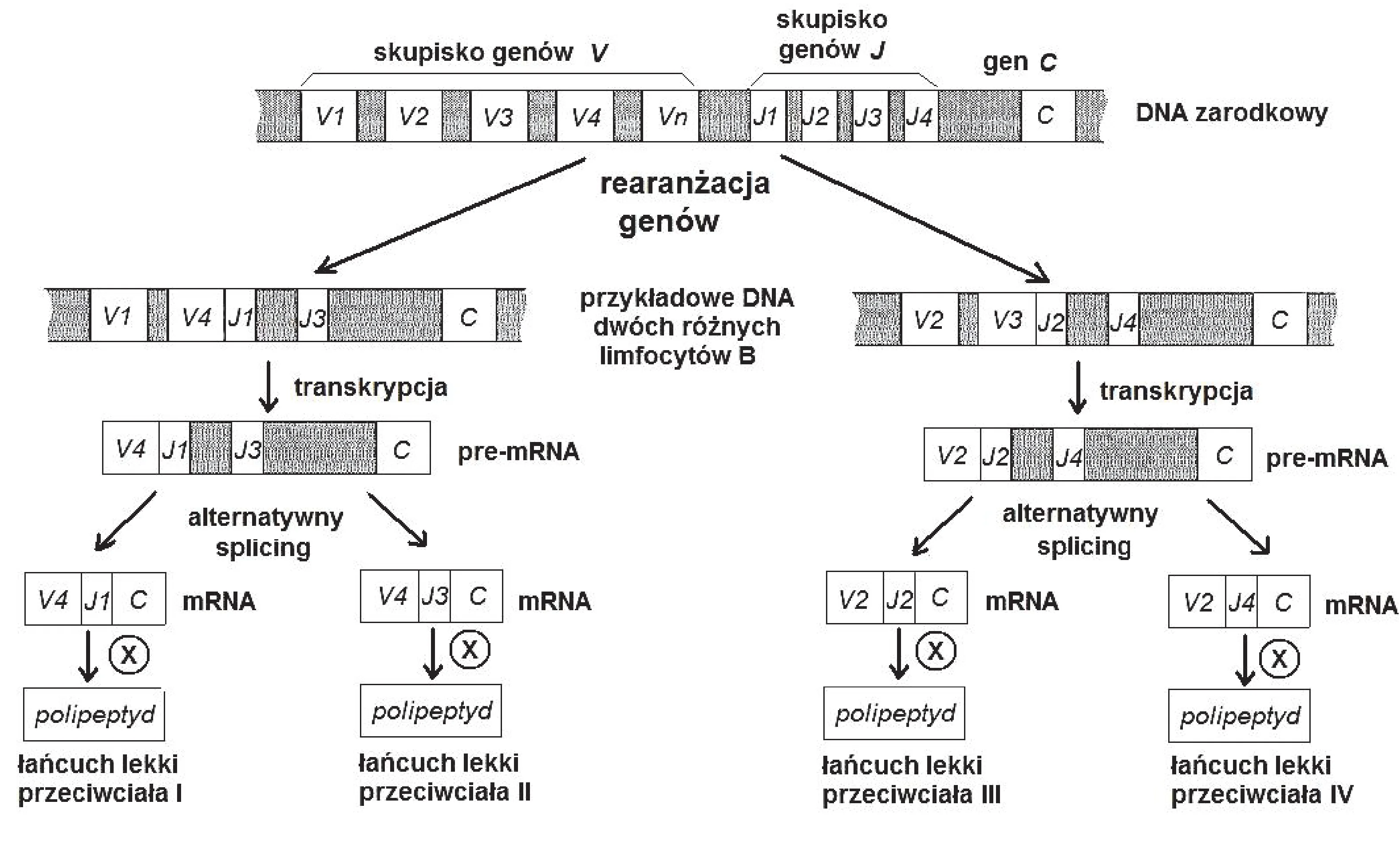 Schemat przedstawia liniowy proces powstawania czterech typów lekkich łańcuchów przeciwciał, zaczynający się od DNA zarodkowego z segmentami V, J, C, który rozgałęzia się poprzez rearanżację genów i alternatywny splicing.