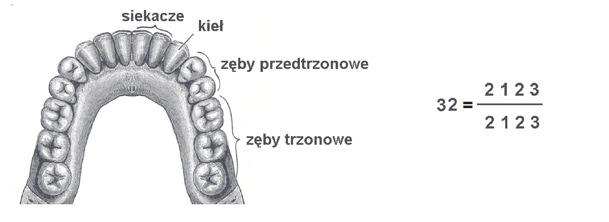 Łuk zębowy żuchwy człowieka z oznaczonymi siekaczami, kłem, zębami przedtrzonowymi i trzonowymi. Obok wzór zębowy: 32 równa się ułamek, w liczniku 2123, w mianowniku 2123.