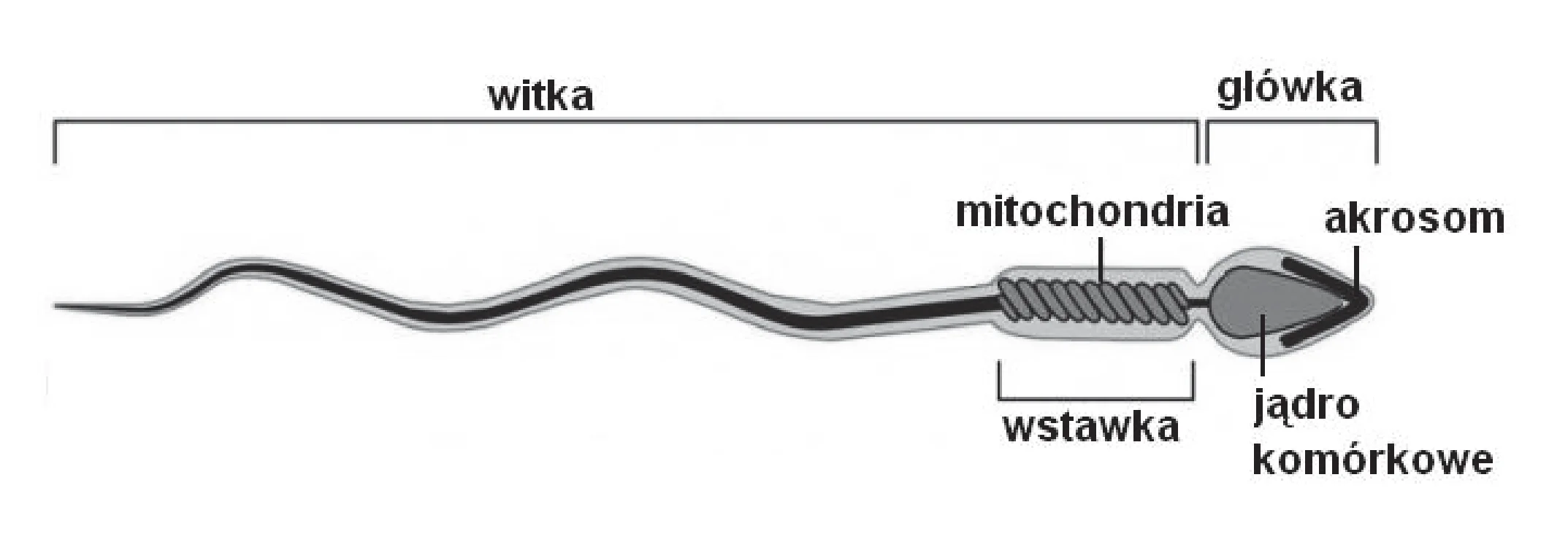 Schemat budowy plemnika ludzkiego, przedstawiający od lewej długą, falistą witkę, następnie cylindryczną wstawkę z mitochondriami, a na końcu owalną główkę zawierającą jądro komórkowe i akrosom.