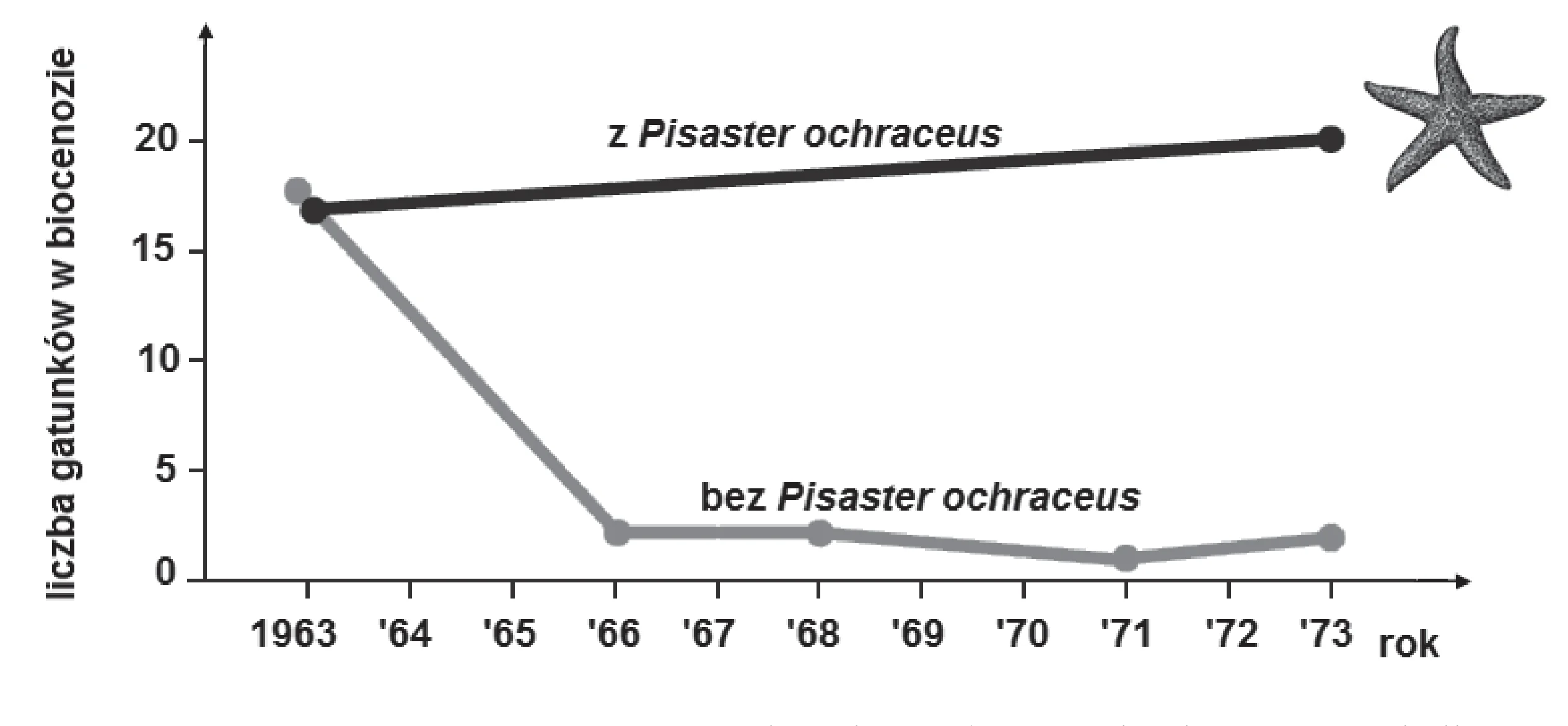Wykres liniowy przedstawia zmianę liczby gatunków w biocenozie w latach 1963-1973. Linia czarna (z rozgwiazdą Pisaster ochraceus) pokazuje wzrost z około 17 do 20 gatunków, a linia szara (bez rozgwiazdy) gwałtowny spadek z około 17 do około 2 gatunków.