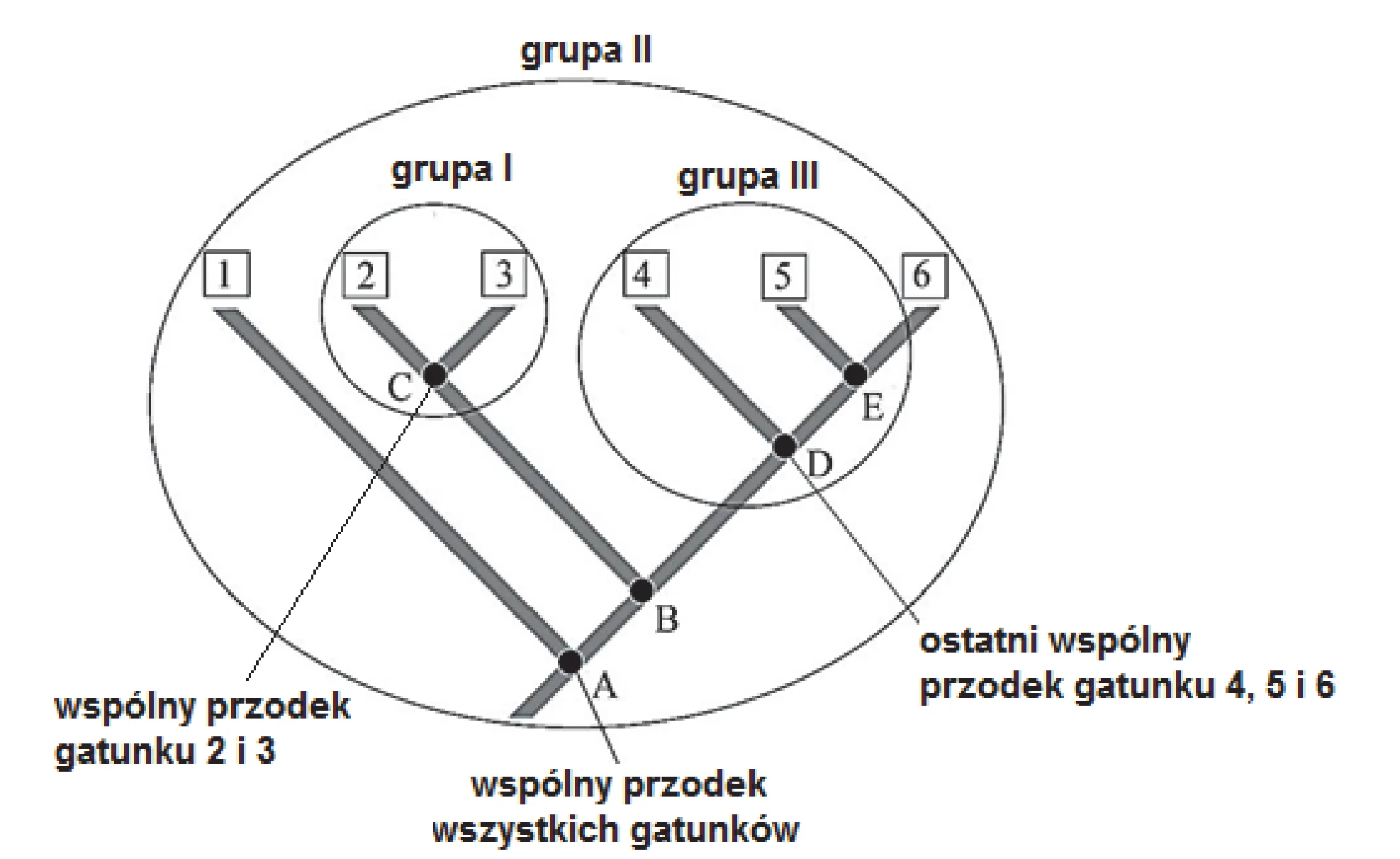 Schemat drzewa filogenetycznego przedstawia pokrewieństwa sześciu gatunków (oznaczonych od 1 do 6) oraz pięciu wspólnych przodków (A-E), gdzie A jest przodkiem wszystkich gatunków, C gatunków 2 i 3, a D gatunków 4, 5 i 6. Trzy grupy taksonomiczne: Grupa I (gatunki 1, 2, 3), Grupa III (gatunki 4, 5, 6) i Grupa II (gatunki 1-6) są zaznaczone owalami.