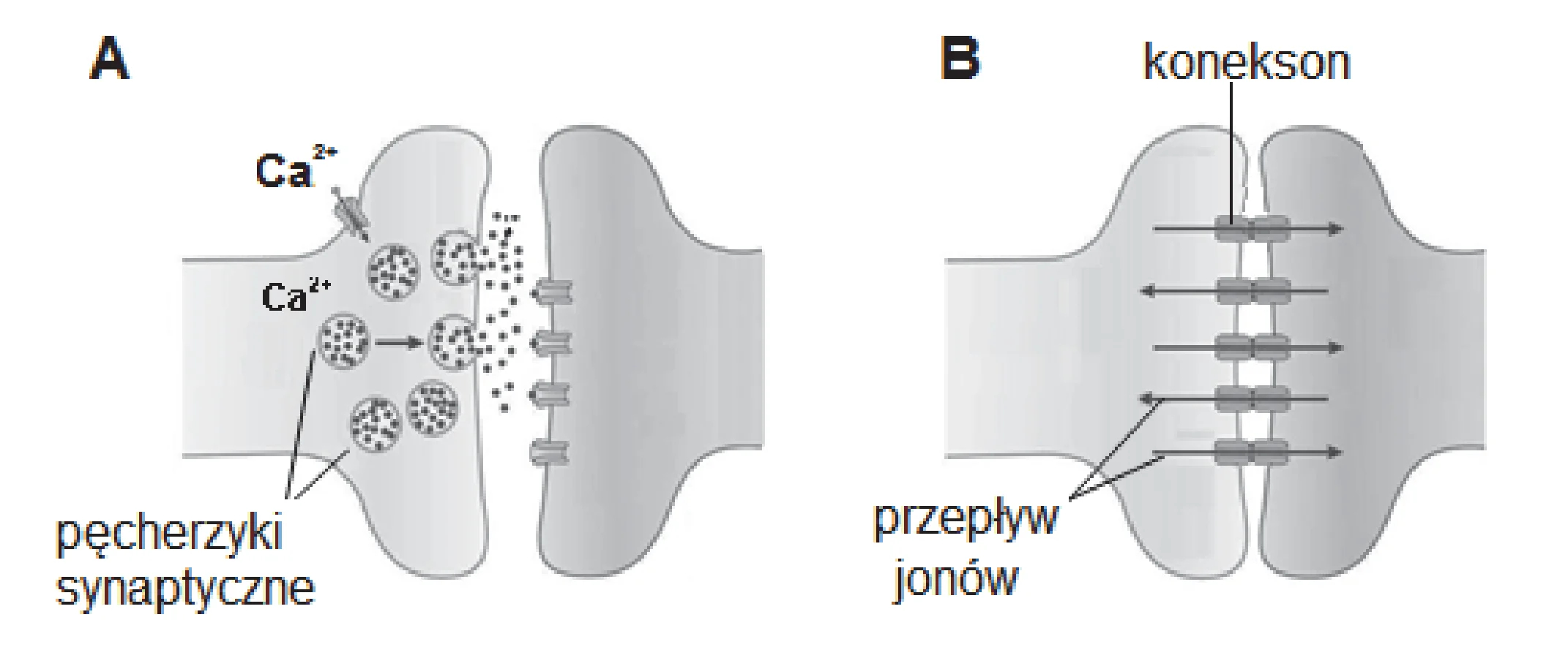 Schemat przedstawia synapsę chemiczną (A) z uwalnianiem neuroprzekaźnika z pęcherzyków synaptycznych oraz synapsę elektryczną (B) z przepływem jonów przez koneksony.