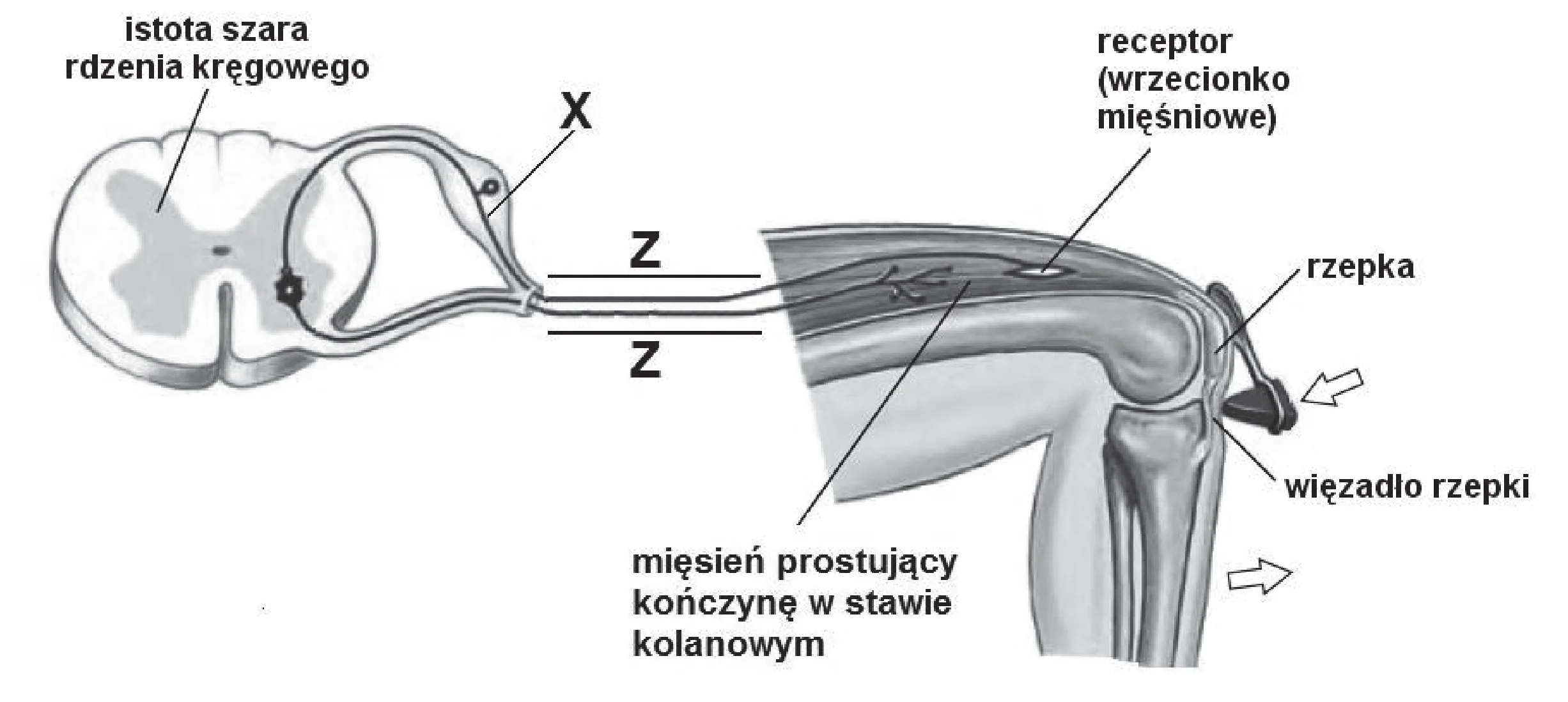 Łuk odruchowy odruchu kolanowego: schemat ukazuje przekrój rdzenia kręgowego z istotą szarą oraz drogi nerwowe Z i skupisko komórek X prowadzące do mięśnia prostującego kończynę w stawie kolanowym. Zaznaczono rzepkę, więzadło rzepki, receptor wrzecionka mięśniowego i kierunek bodźca wywołującego odruch.