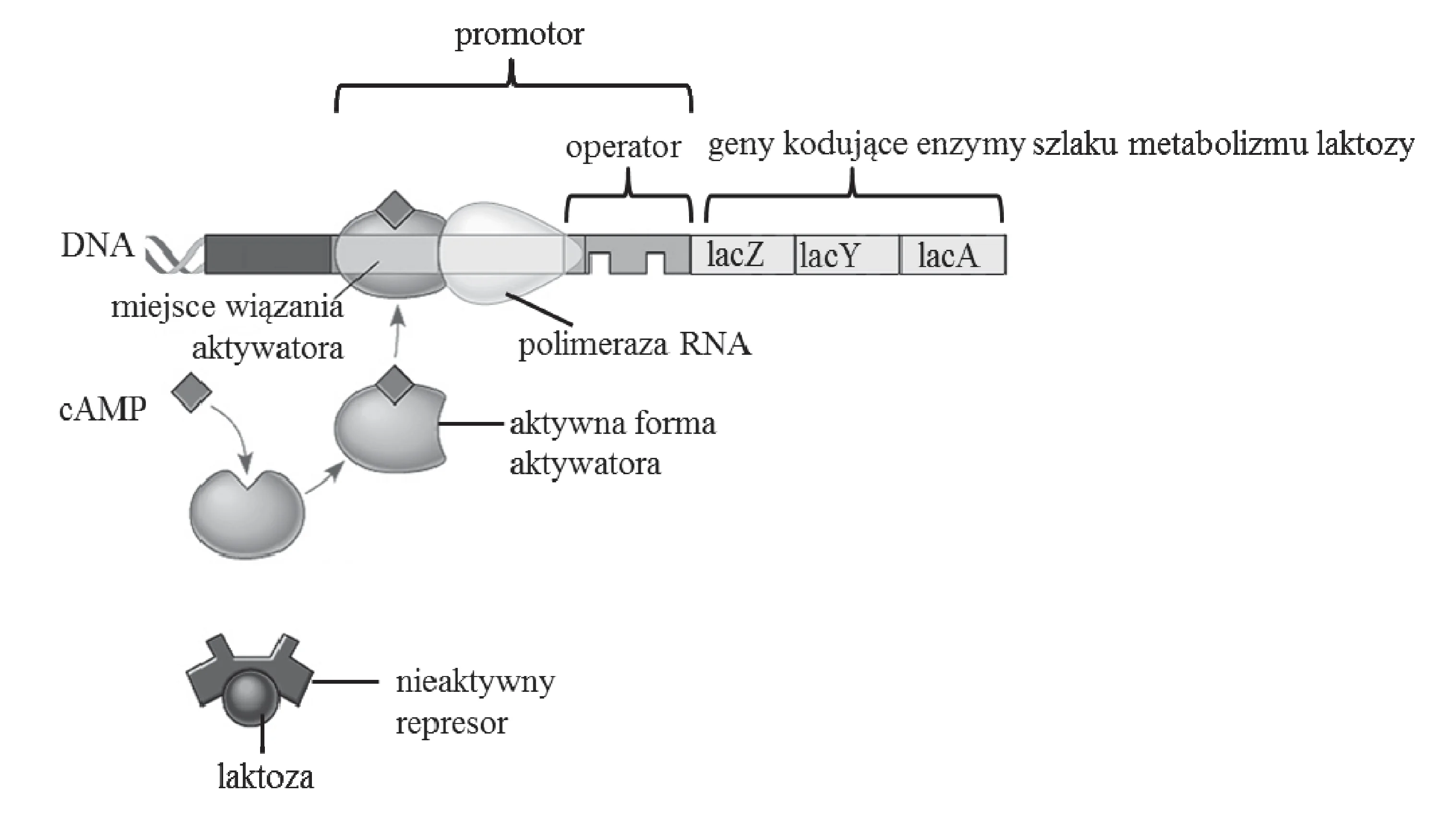 Schemat regulacji operonu laktozowego, przedstawiający DNA z miejscem wiązania aktywatora, operatorem i genami lacZ, lacY, lacA. Aktywny aktywator związany z cAMP ułatwia polimerazie RNA transkrypcję, podczas gdy represor jest nieaktywny.