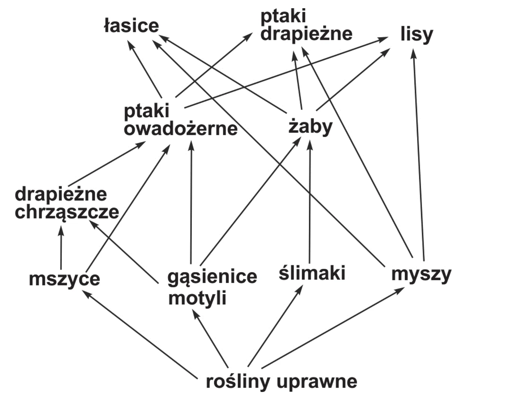 Schemat sieci pokarmowej ekosystemu pola uprawnego, przedstawiający relacje drapieżnik-ofiara między 12 grupami organizmów, od roślin uprawnych po lisy i ptaki drapieżne, z użyciem strzałek wskazujących przepływ energii.
