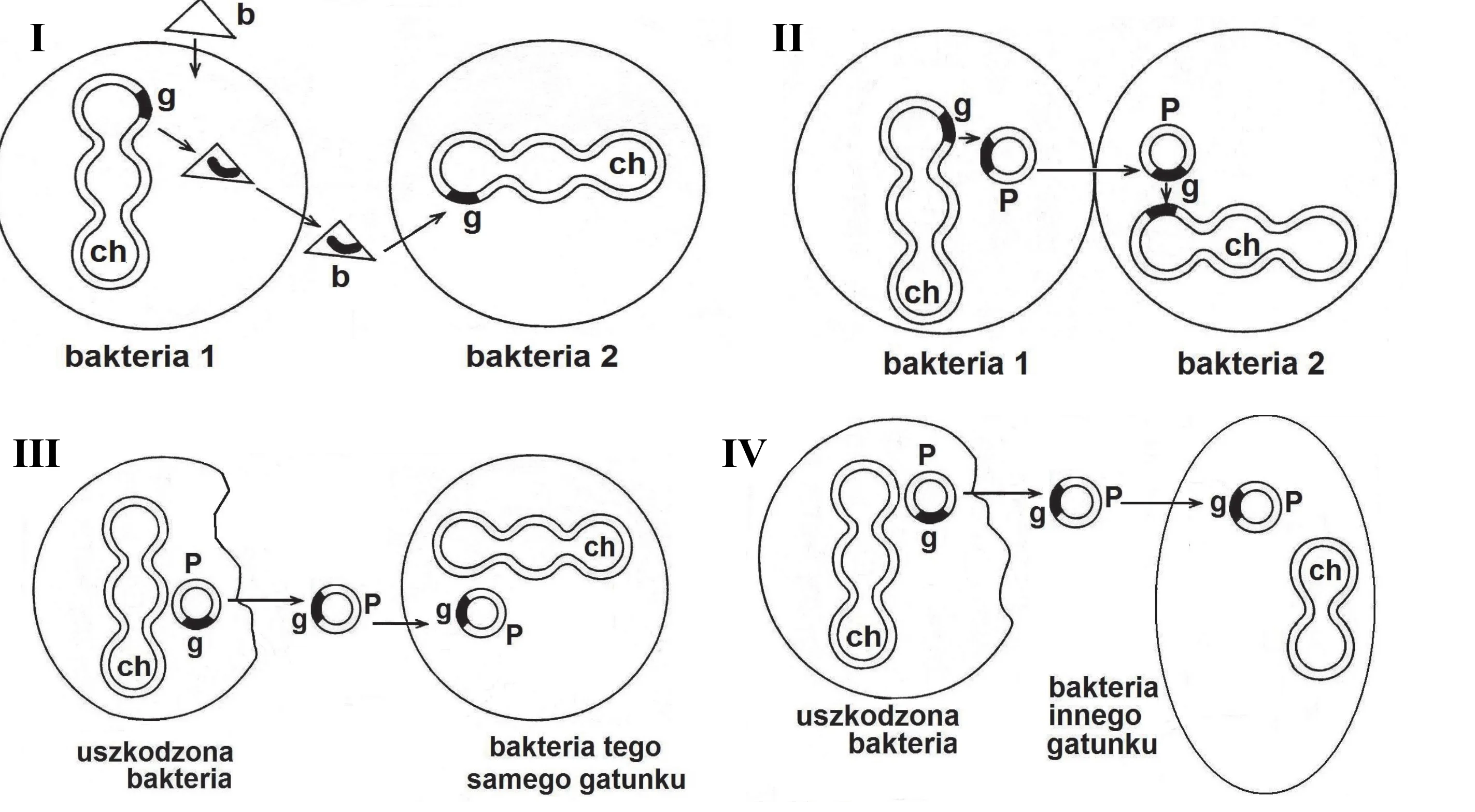 Cztery diagramy (I-IV) ilustrują sposoby nabywania lekooporności przez bakterie, ukazując transfer genów (g) za pomocą bakteriofagów (b), plazmidów (P) lub bezpośrednio z chromosomów (ch) między komórkami tego samego lub różnych gatunków.