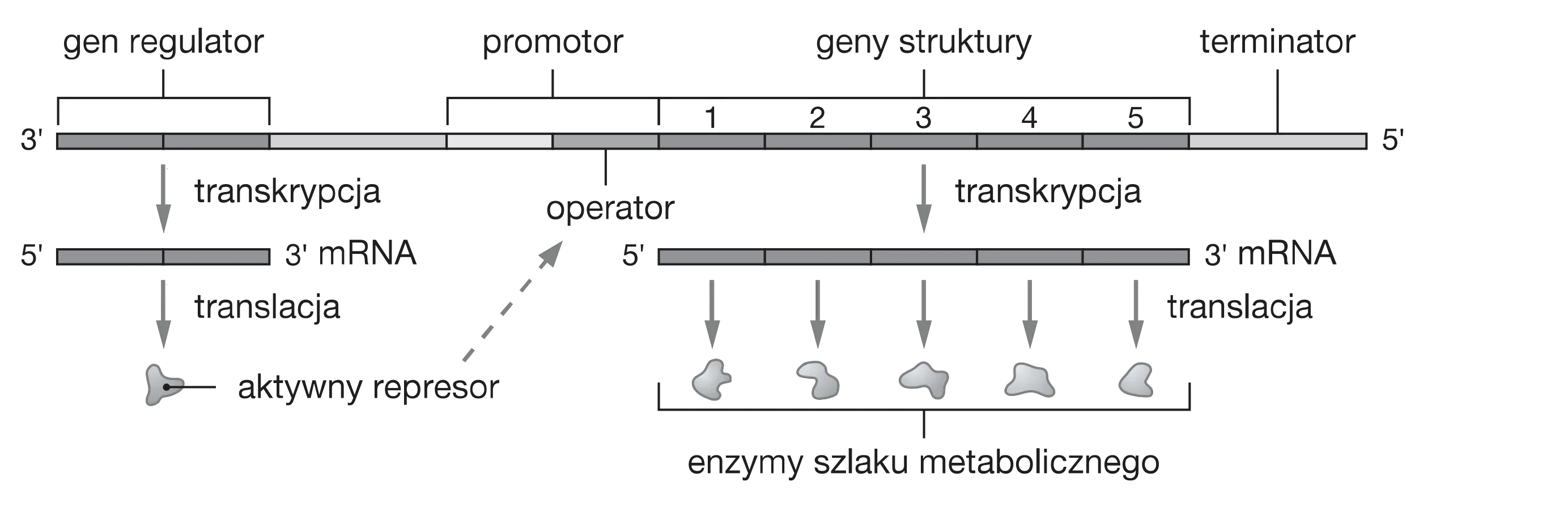 Schemat operonu przedstawia gen regulatorowy ulegający transkrypcji i translacji do aktywnego represora. Aktywny represor wiąże się z operatorem, blokując transkrypcję genów struktury i tym samym uniemożliwiając produkcję enzymów szlaku metabolicznego.