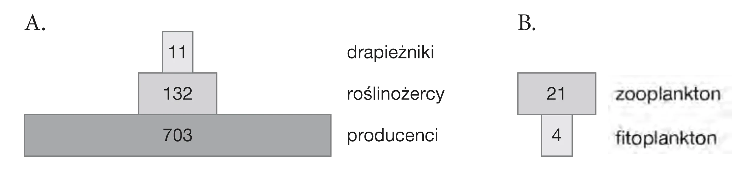 Piramidy biomasy: A (ekosystem rafy koralowej) to wykres słupkowy z wartościami 703 (producenci), 132 (roślinożercy), 11 (drapieżniki) malejącymi ku górze; B (ekosystem kanału La Manche) to wykres słupkowy z wartościami 4 (fitoplankton) i 21 (zooplankton) rosnącymi ku górze.