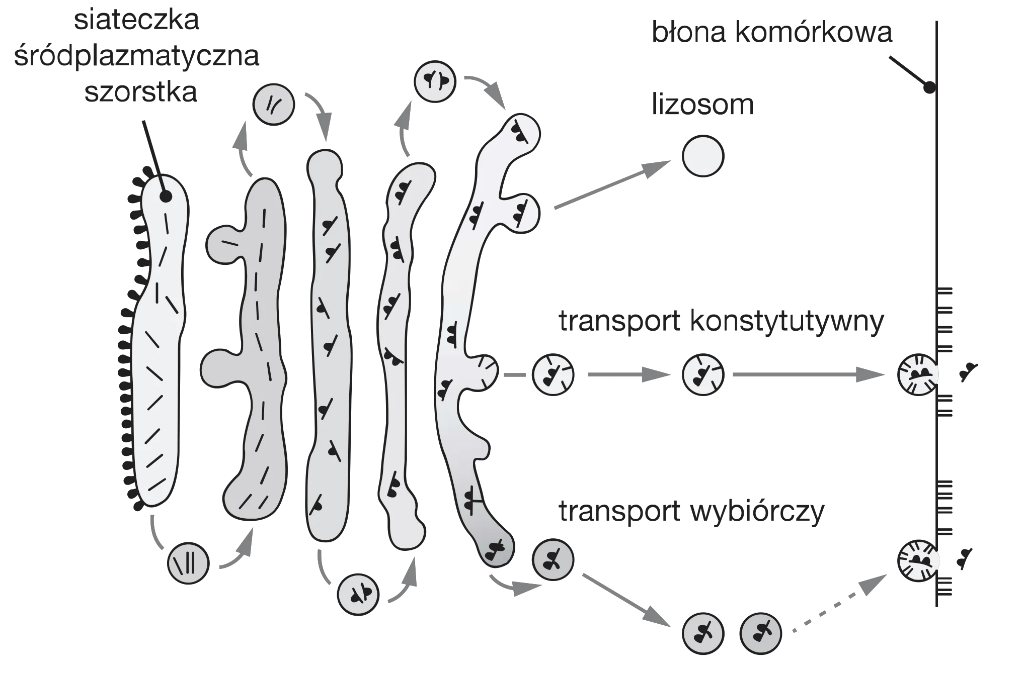 Diagram przepływu pęcherzyków od szorstkiej siateczki śródplazmatycznej (kształt nieregularny z punktami) przez cztery ułożone pionowo, lekko zakrzywione cysterny aparatu Golgiego. Dwa typy transportu są widoczne: konstytutywny (poziomy szlak) do błony komórkowej i wybiórczy (szlak w dół) do lizosomu lub błony komórkowej.