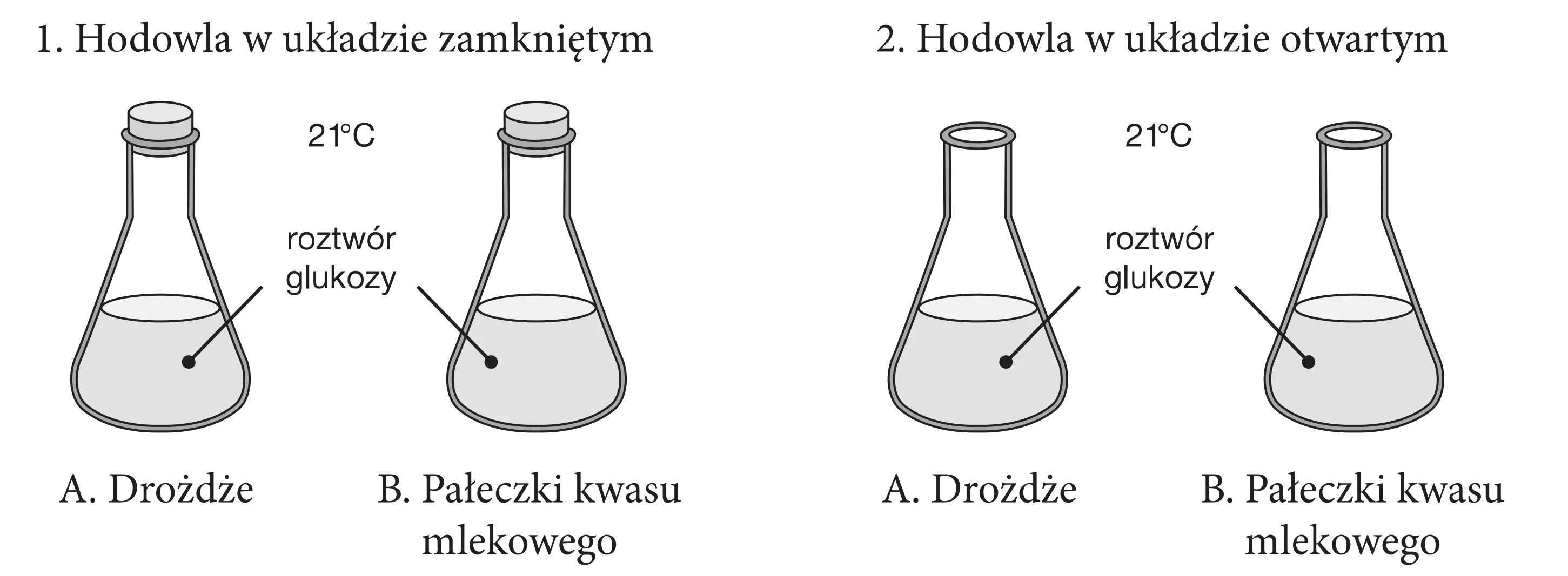 Schemat doświadczenia z dwoma wariantami: 1. hodowla w układzie zamkniętym i 2. hodowla w układzie otwartym. Każdy wariant obejmuje dwie kolby stożkowe z roztworem glukozy w 21 stopniach Celsjusza: jedna z drożdżami (A), druga z pałeczkami kwasu mlekowego (B).