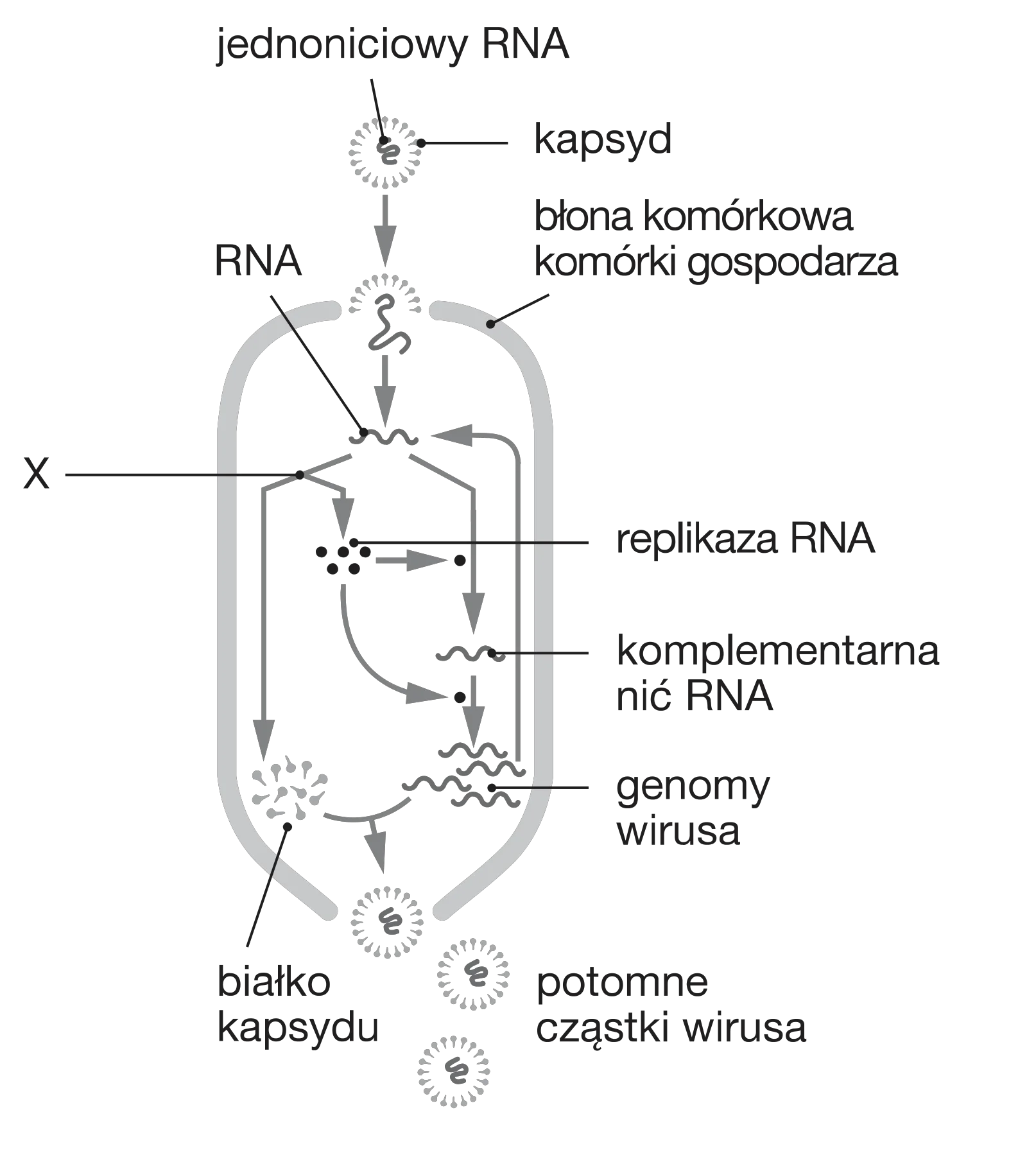 Cykl infekcyjny wirusa RNA w komórce gospodarza w kształcie litery U: kulista cząstka wirusa z jednoniciowym RNA wnika do wnętrza, gdzie wirusowe RNA (X) jest replikowane przez replikazę RNA w genomy wirusa i syntetyzowane w białko kapsydu, co prowadzi do montażu i uwolnienia nowych, potomnych cząstek wirusa.