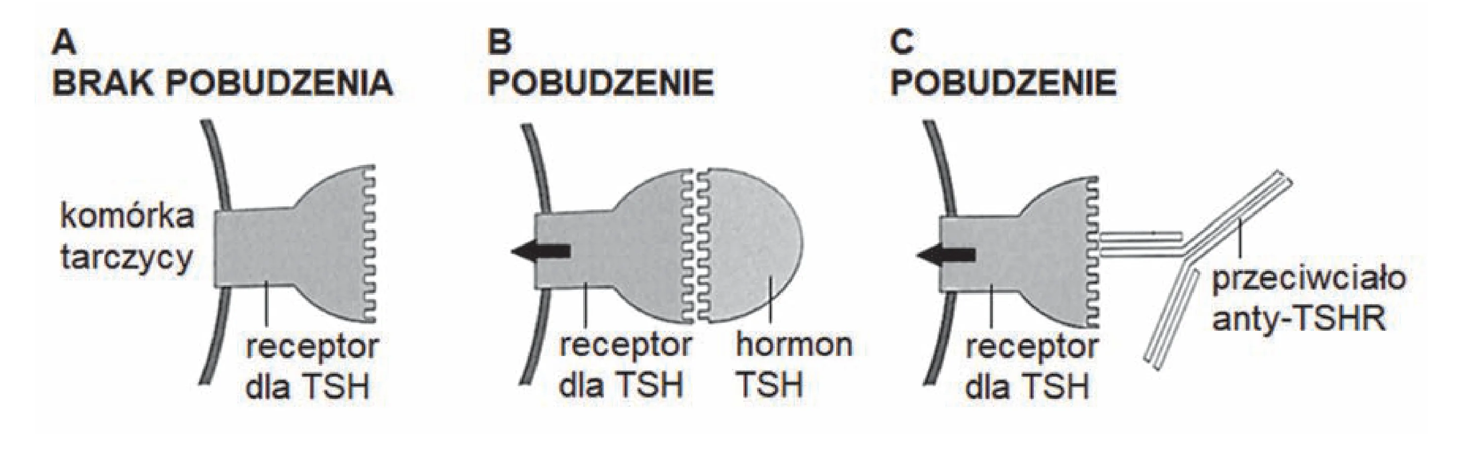Schemat ukazuje interakcje z receptorem TSH na komórce tarczycy w trzech scenariuszach. A) receptor wolny, B) hormon TSH łączy się z receptorem pobudzając go, C) przeciwciało anty-TSHR łączy się z receptorem również wywołując pobudzenie.