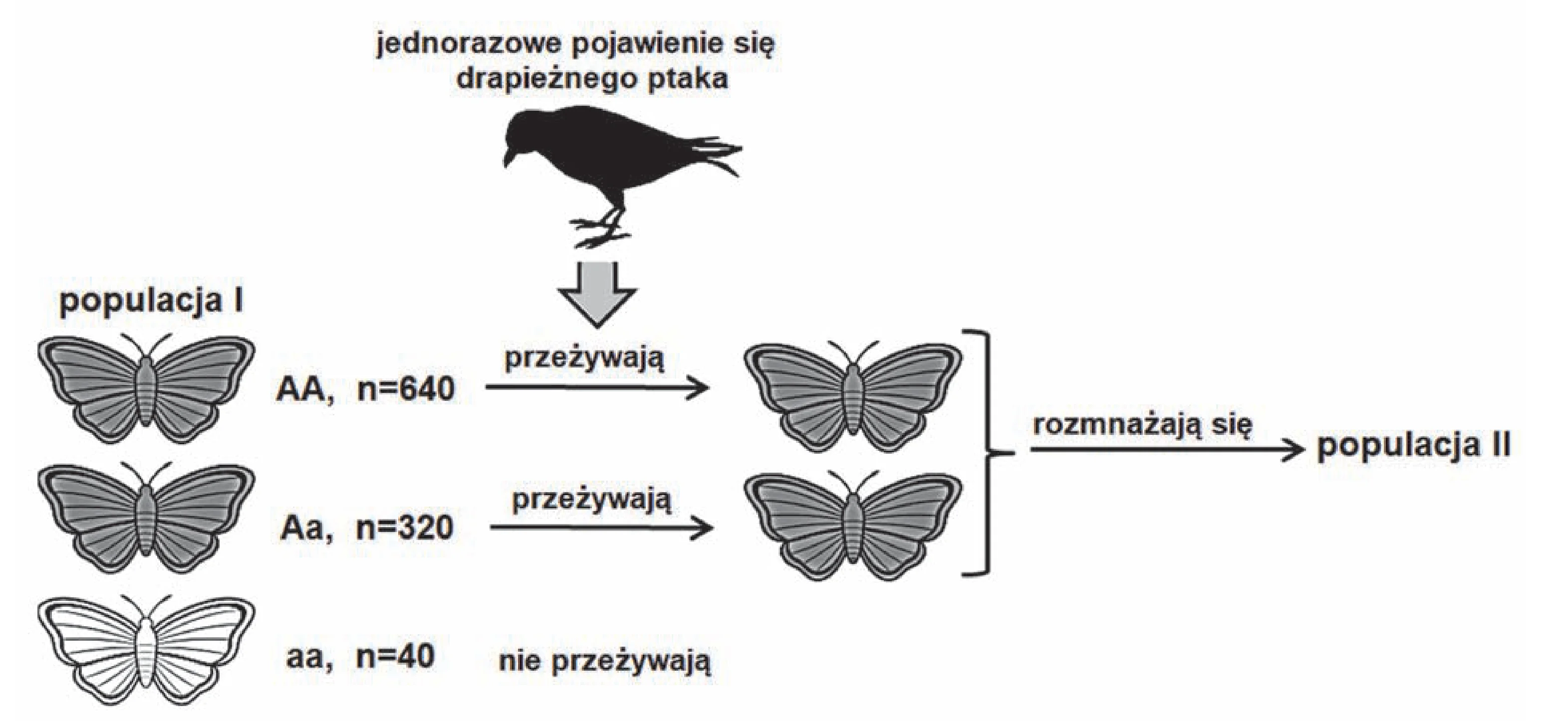 Schemat przedstawia selekcję naturalną w populacji motyli, gdzie z początkowej populacji I (640 osobników AA, 320 osobników Aa, 40 osobników aa), po pojawieniu się drapieżnika, giną wszystkie 40 osobników aa, a pozostałe osobniki AA i Aa rozmnażają się, tworząc populację II.