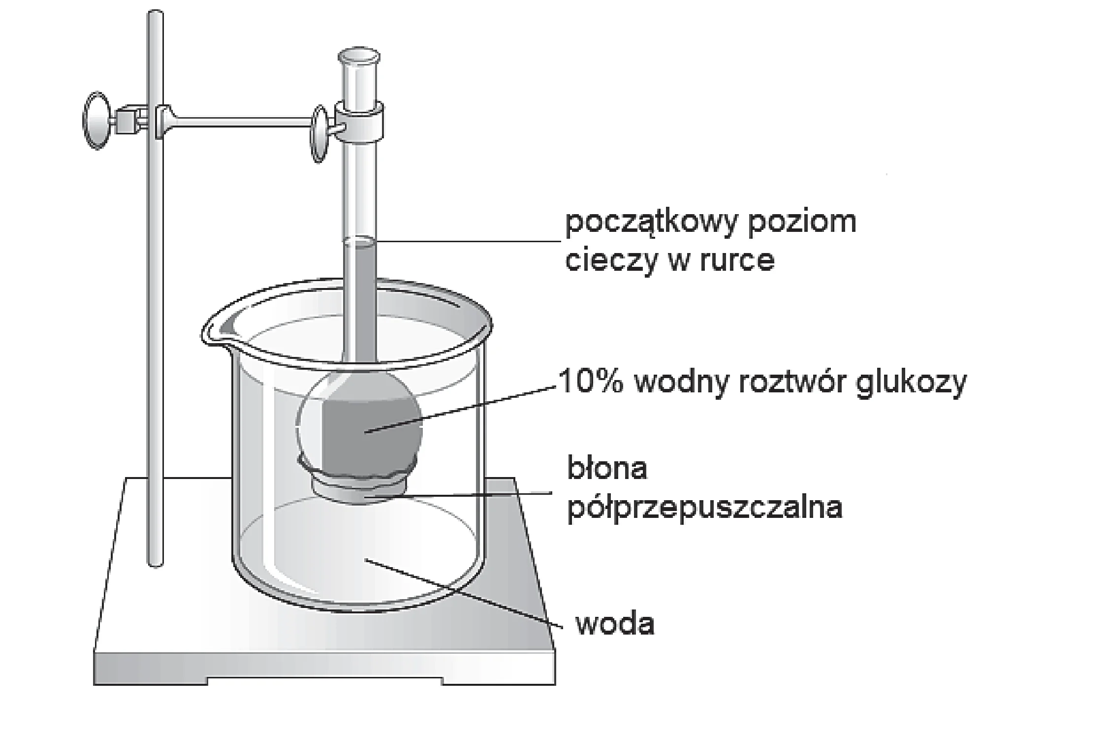 Zestaw doświadczalny ze statywem laboratoryjnym. Cylindryczna probówka z kulistym baniakiem na dole, zawierająca 10% wodny roztwór glukozy oddzielony błoną półprzepuszczalną, jest zanurzona w cylindrycznej zlewce z wodą. Na rysunku zaznaczono początkowy poziom cieczy w probówce.