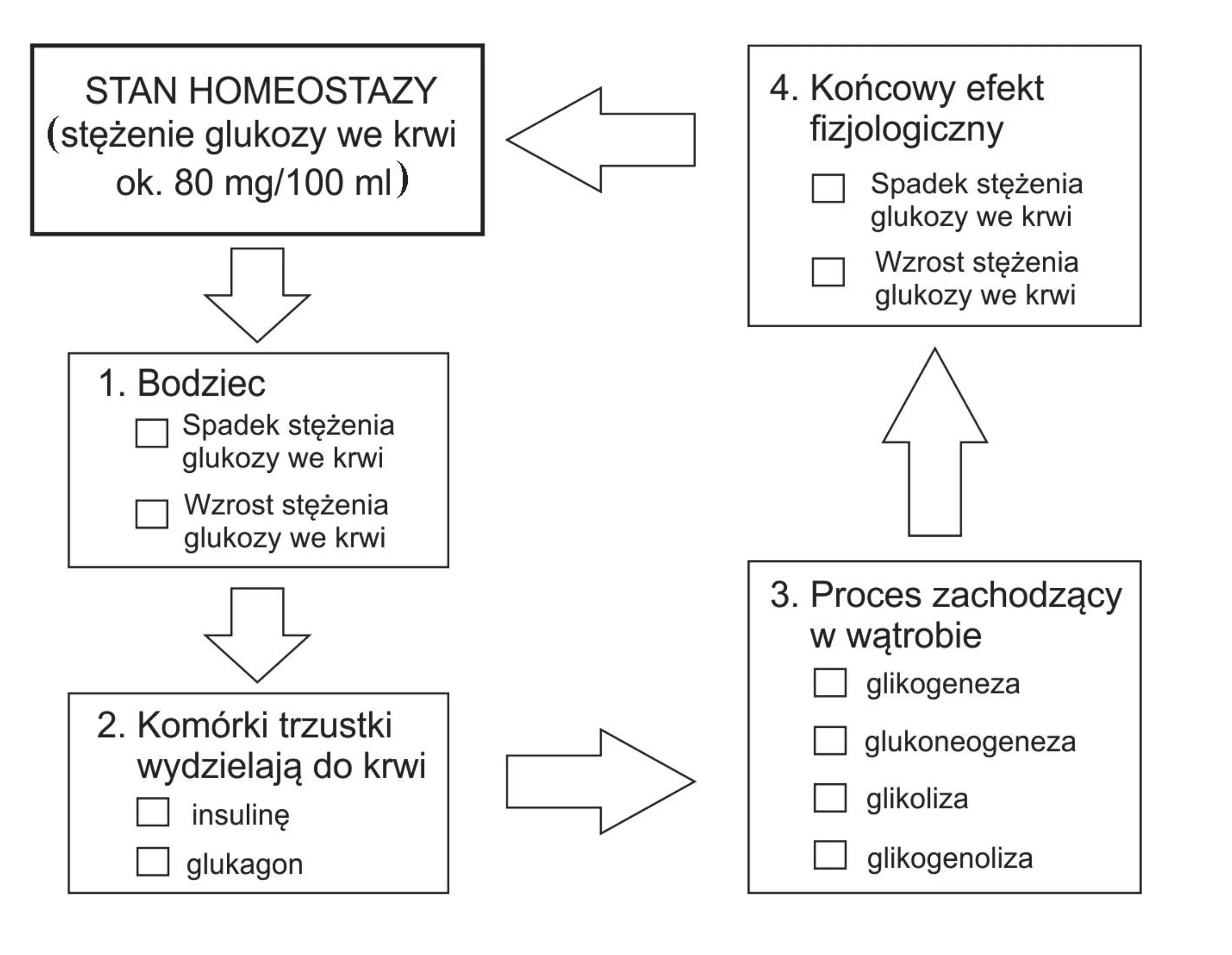 Schemat blokowy mechanizmu regulacji stężenia glukozy we krwi, przedstawiający homeostazę (około 80 mg/100 ml), bodziec, wydzielanie hormonów trzustki, procesy w wątrobie i końcowy efekt fizjologiczny w formie pętli sprzężenia zwrotnego.