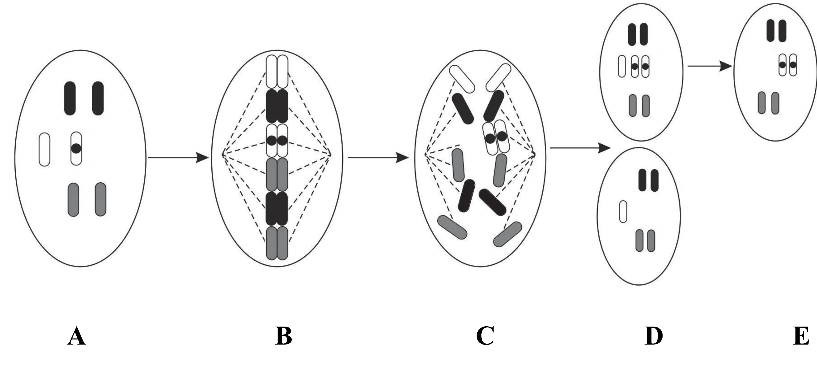 Etapy mitozy (A-E) pokazują proces prowadzący do utraty heterozygotyczności. Komórka macierzysta (A) zawiera trzy pary chromosomów, w tym jeden biały z czarną kropką (zmutowany allel); błąd podczas podziału (C) skutkuje powstaniem komórki z trzema chromosomami w jednej parze (D), z której po utracie nadmiarowego chromosomu rozwija się komórka z dwoma zmutowanymi allelami (E).