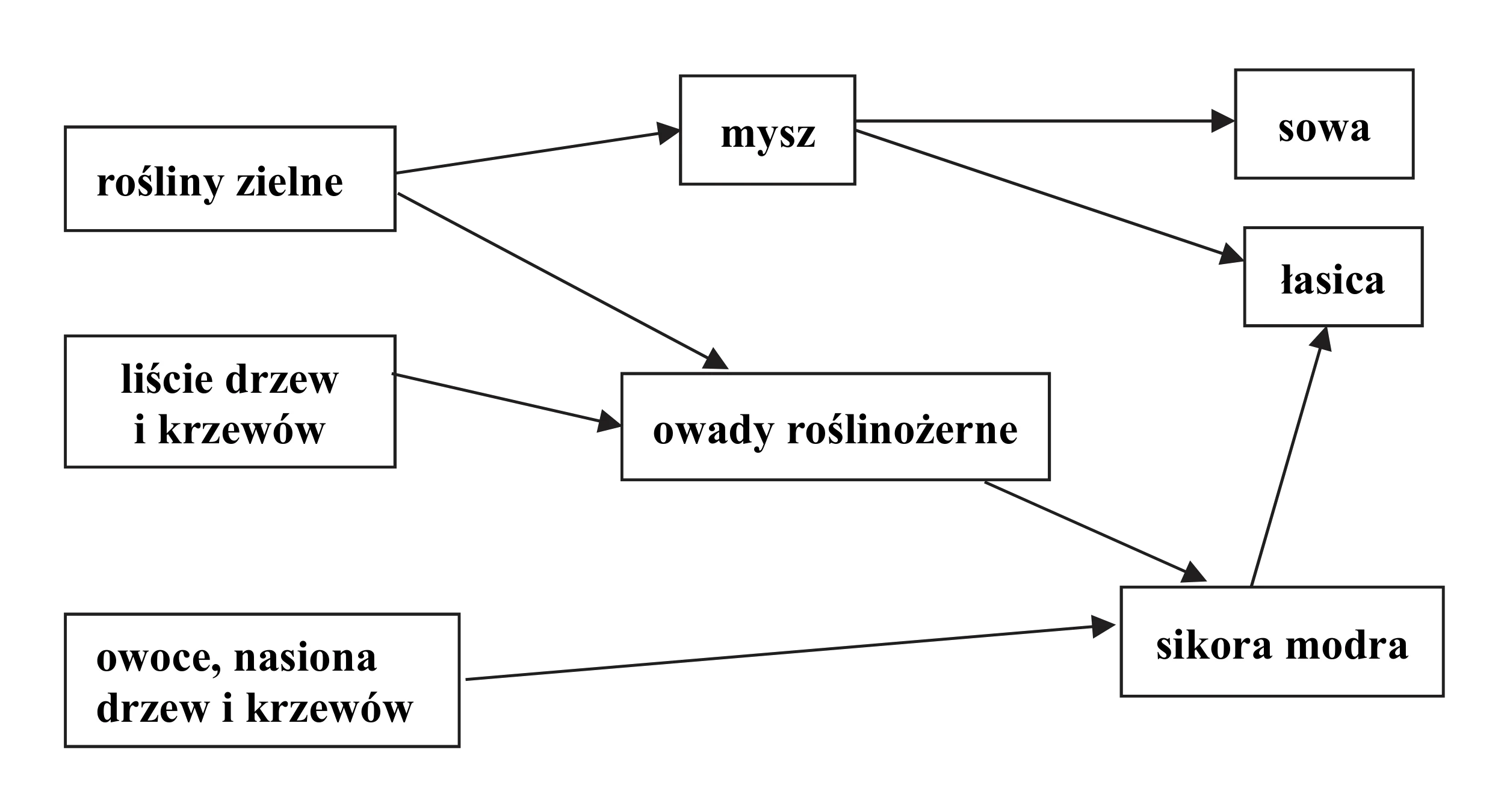 Graf skierowany przedstawia fragment sieci troficznej, gdzie prostokątne węzły reprezentują rośliny (zielne, liście, owoce) oraz zwierzęta (mysz, owady roślinożerne, sikora modra, sowa, łasica), a strzałki symbolizują kierunek przepływu energii.