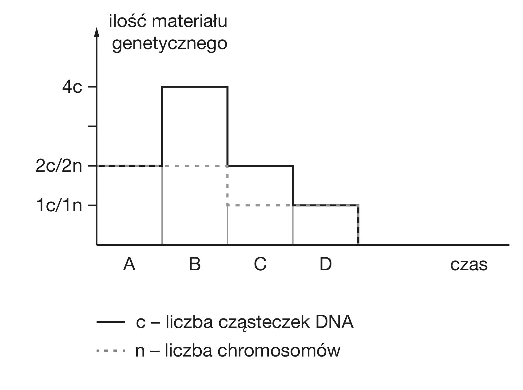 Wykres schodkowy przedstawia zmiany ilości cząsteczek DNA (linia ciągła c) i liczby chromosomów (linia przerywana n) w czterech etapach czasowych A, B, C, D. Ilość DNA zmienia się sekwencyjnie z 2c do 4c, następnie do 2c i 1c, podczas gdy liczba chromosomów utrzymuje się na 2n, by potem spaść do 1n.
