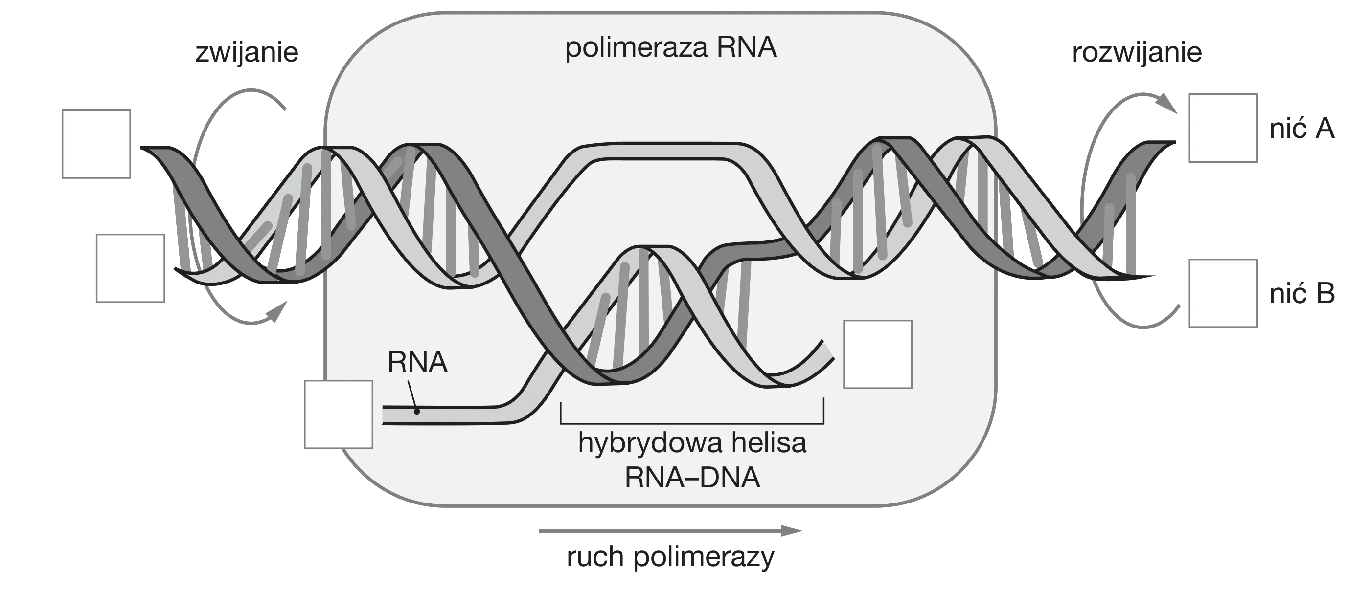 Polimeraza RNA przesuwa się wzdłuż podwójnej helisy DNA, rozplatając ją i syntetyzując nową nić RNA, która tworzy tymczasową hybrydową helisę RNA-DNA.