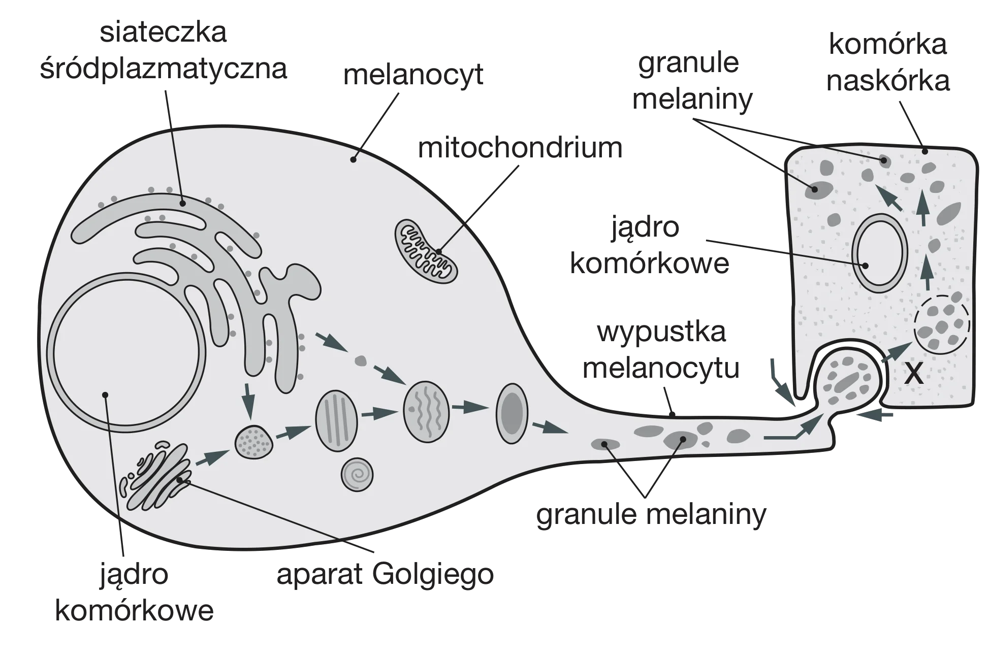 Schemat budowy melanocytu z jądrem komórkowym, siateczką śródplazmatyczną, aparatem Golgiego i mitochondrium, ilustrujący syntezę i transport granul melanin do komórki naskórka przez wypustkę.