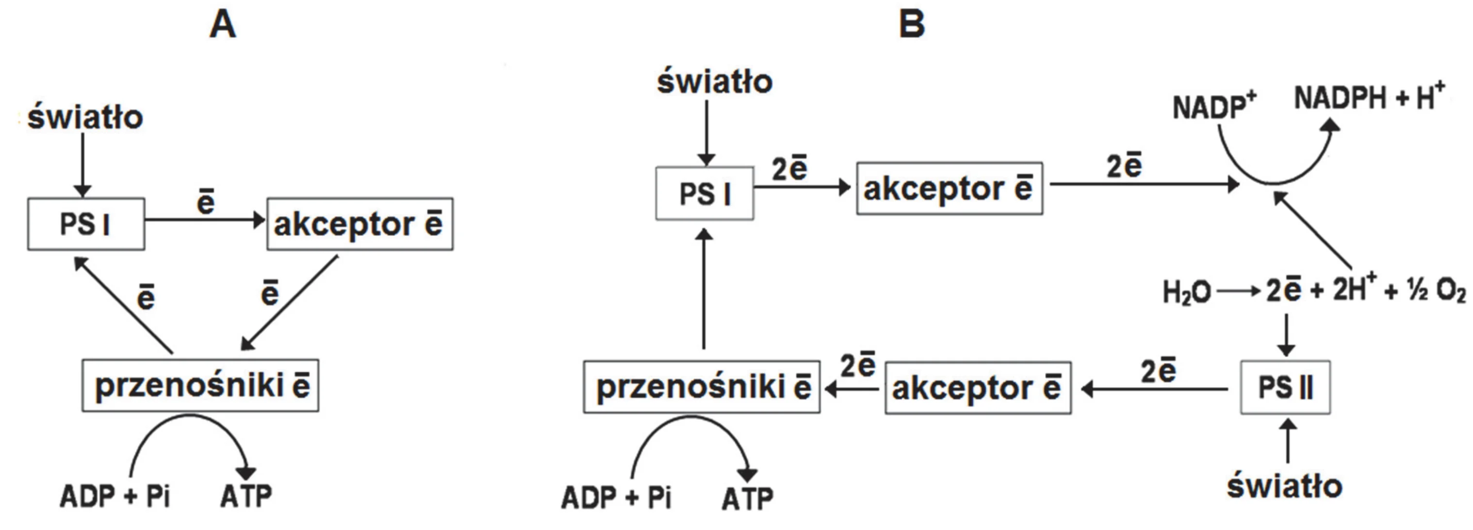 Dwa schematy blokowe. Schemat A przedstawia cykliczny transport elektronów, gdzie elektrony z PS I przez akceptor i przenośniki wracają do PS I, produkując ATP z ADP + Pi. Schemat B ukazuje niecykliczny transport elektronów, gdzie dwa elektrony z rozpadu H2O w PS II przechodzą przez przenośniki (tworząc ATP) do PS I, a następnie redukują NADP+ do NADPH + H+.