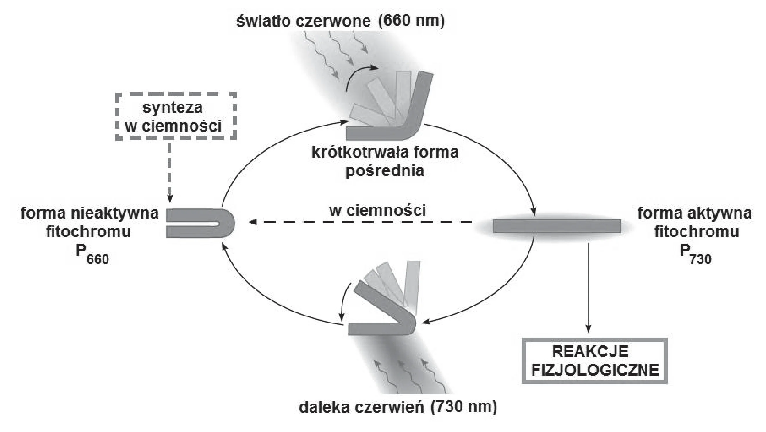 Schemat cyklu konwersji fitochromu przedstawia, jak forma nieaktywna P660, syntetyzowana w ciemności, pod wpływem światła czerwonego (660 nm) przekształca się w aktywną formę P730, która inicjuje reakcje fizjologiczne. Forma P730 wraca do P660 w ciemności lub pod wpływem dalekiej czerwieni (730 nm), przechodząc przez krótkotrwałą formę pośrednią.