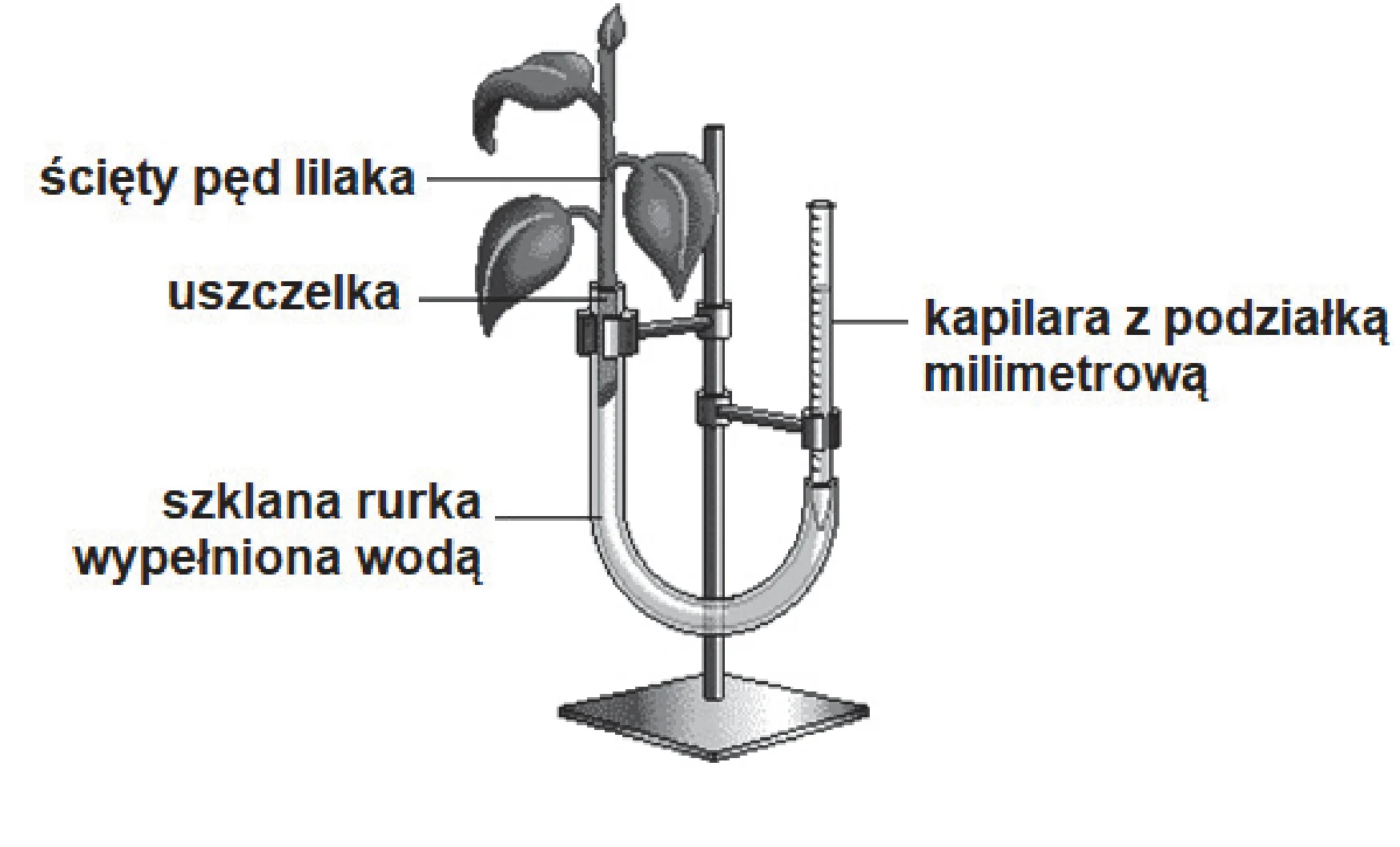 Aparat do pomiaru transpiracji z pędem lilaka uszczelnionym w U-kształtnej szklanej rurce wypełnionej wodą, połączonej z kapilarą z podziałką milimetrową.
