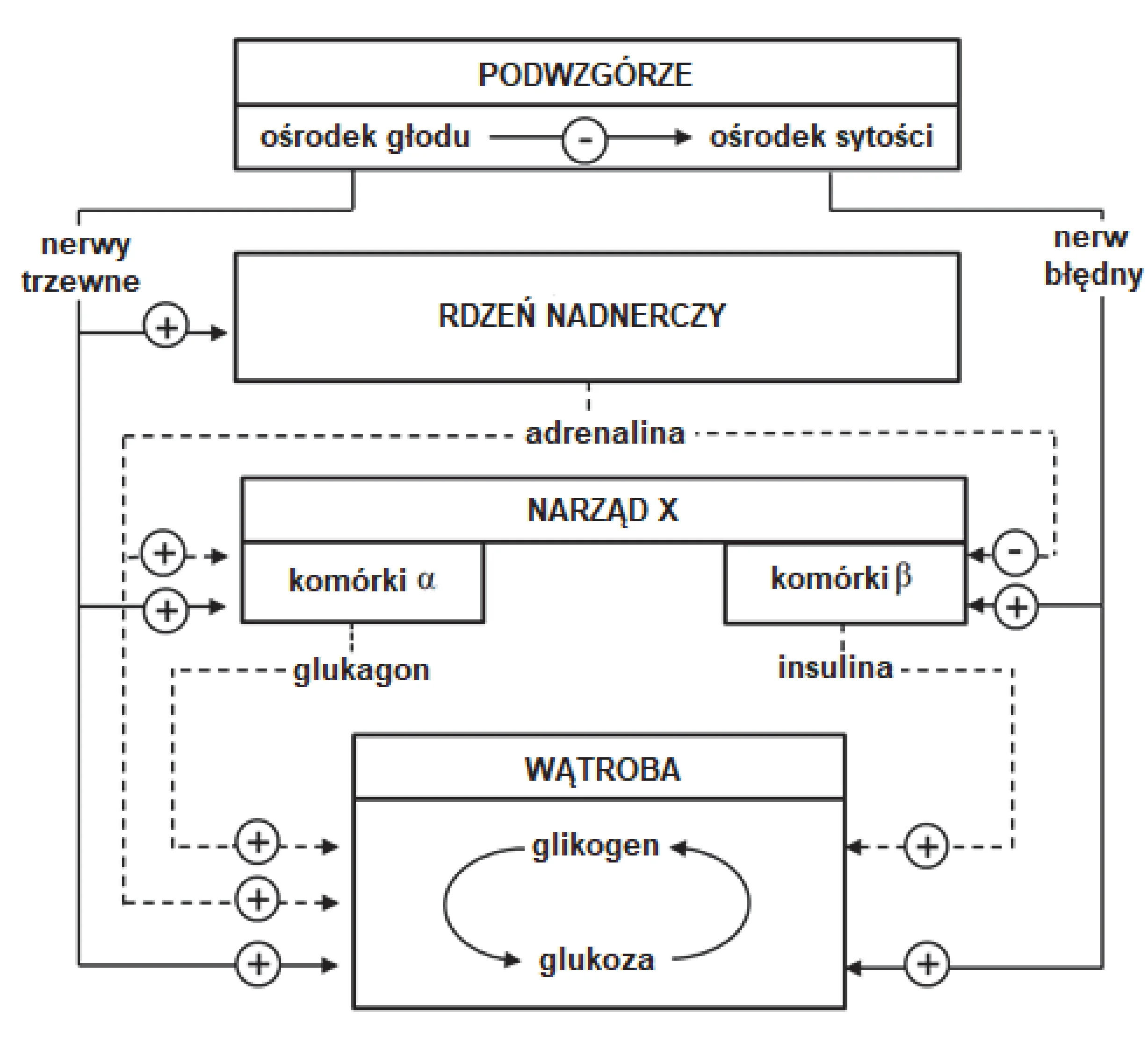 Schemat blokowy przedstawia złożony system regulacji energetycznej organizmu, łączący podwzgórze, rdzeń nadnerczy, narząd X z komórkami alfa i beta, oraz wątrobę przekształcającą glikogen w glukozę. Linie ciągłe oznaczają wpływ nerwowy, przerywane – hormonalny, zaś symbol plusa pobudzenie, a minusa – hamowanie.