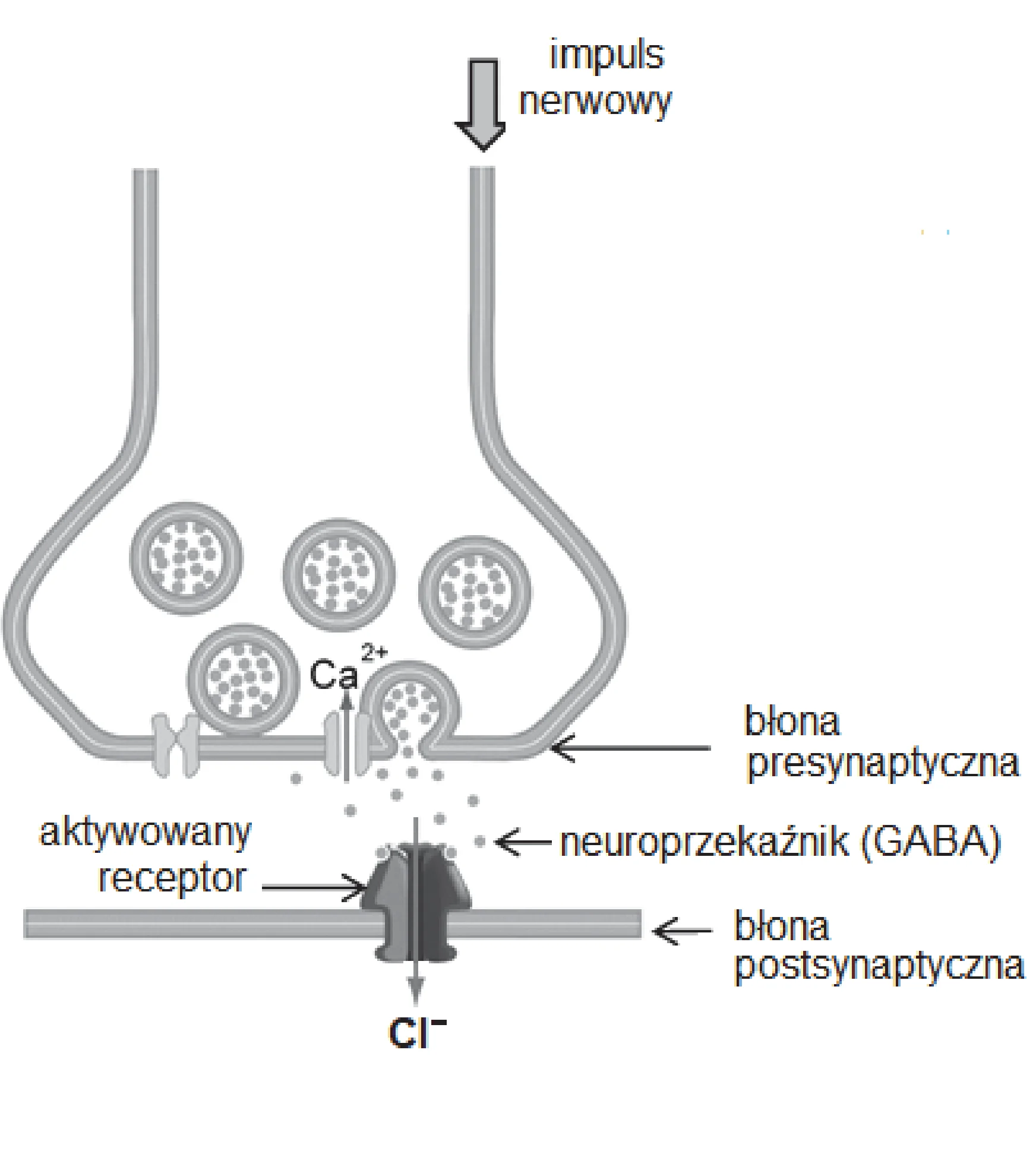 Synapsa GABAergiczna: impuls nerwowy inicjuje uwolnienie neuroprzekaźnika GABA z błony presynaptycznej, który po związaniu z aktywowanym receptorem w błonie postsynaptycznej, powoduje napływ jonów Cl-.