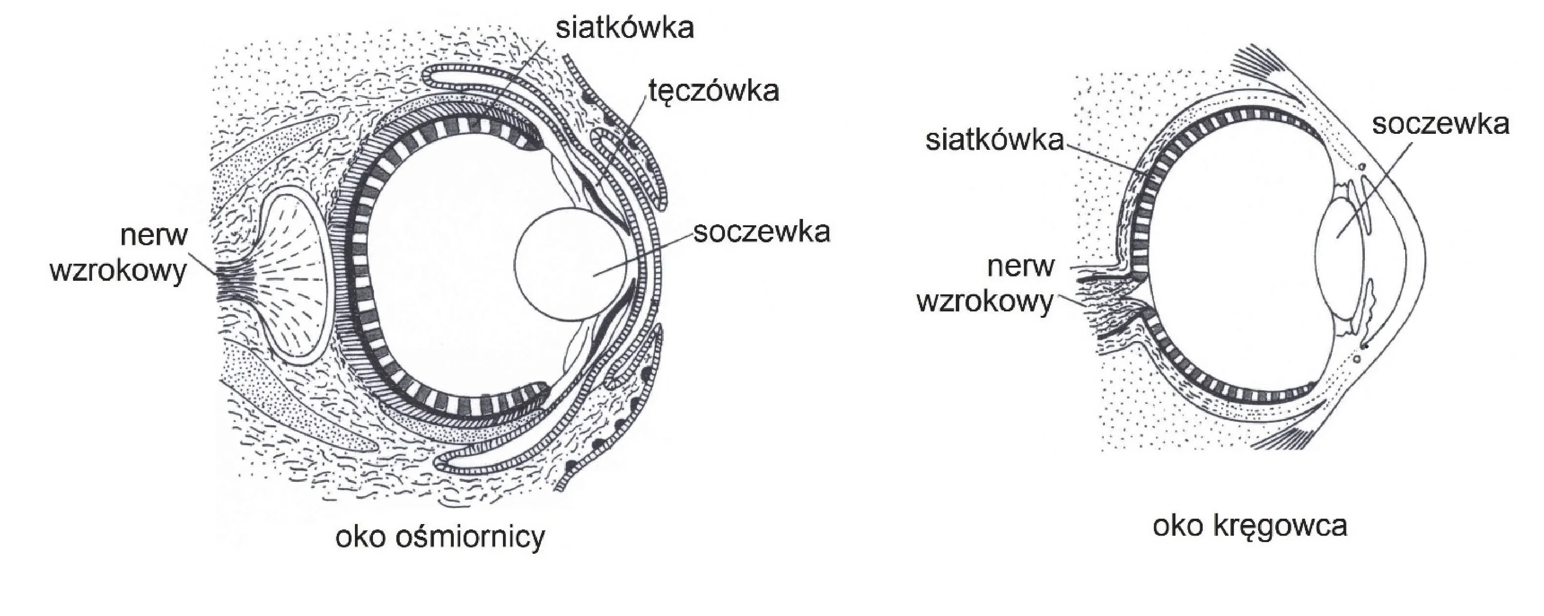 Dwa schematyczne przekroje oka. Po lewej oko ośmiornicy z siatkówką usytuowaną przed nerwem wzrokowym, po prawej oko kręgowca, gdzie nerw wzrokowy przechodzi przez siatkówkę.