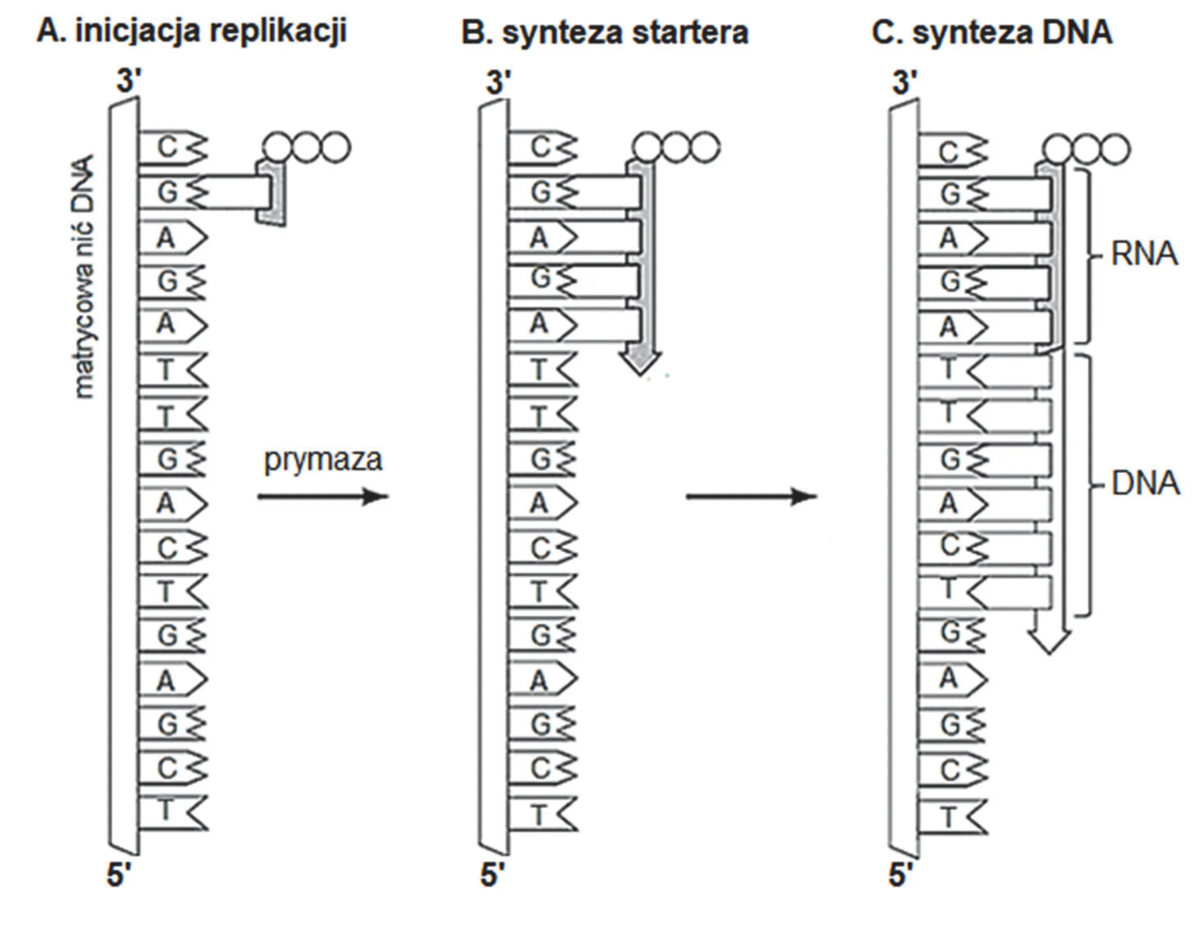 Trzystopniowy schemat procesu syntezy DNA przedstawia pionową matrycową nić DNA z bazami C, G, A, T, do której prymaza (nieregularny kształt) dobudowuje krótki, komplementarny starter RNA, a następnie dłuższą nić DNA, z kierunkiem syntezy oznaczonym strzałkami od 3' do 5'.